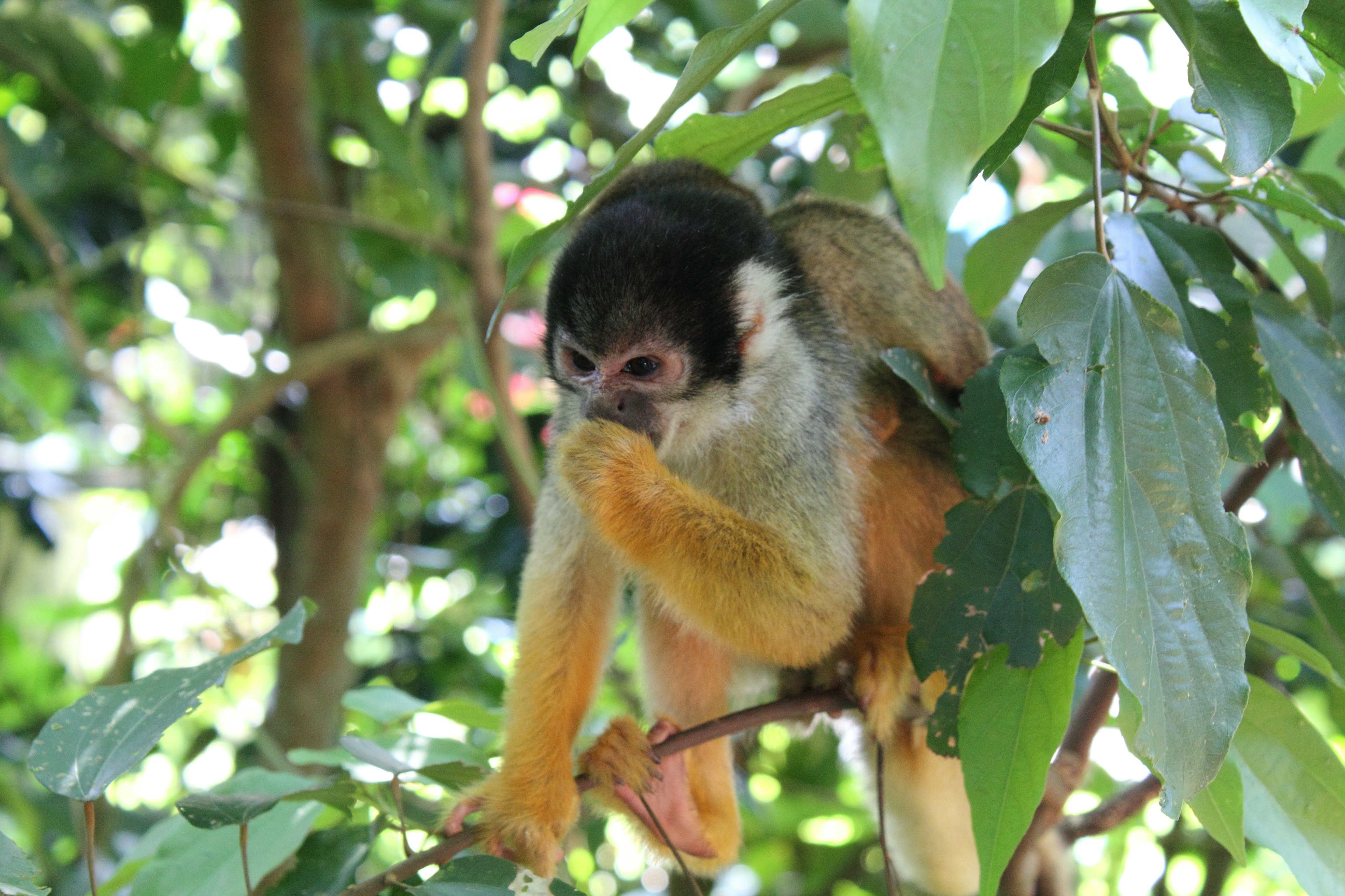 Seekor monyet duduk di cabang mengintip di antara daun-daun