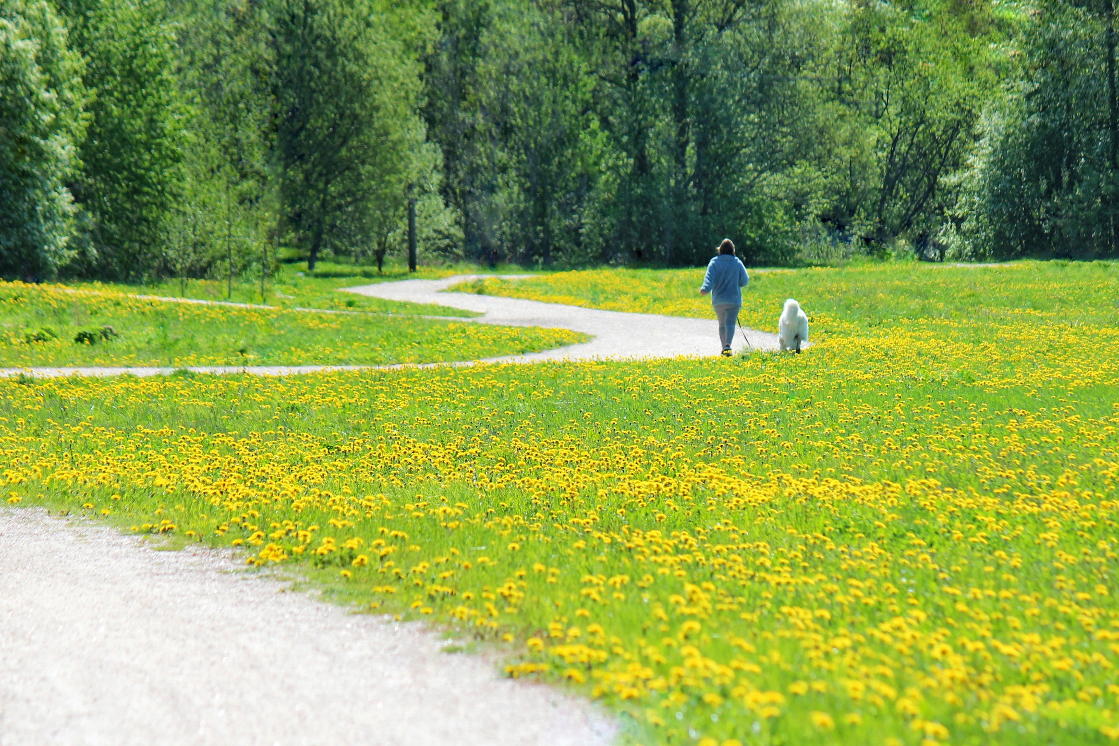 Person walking a dog on a winding path surrounded by green grass and yellow dandelions