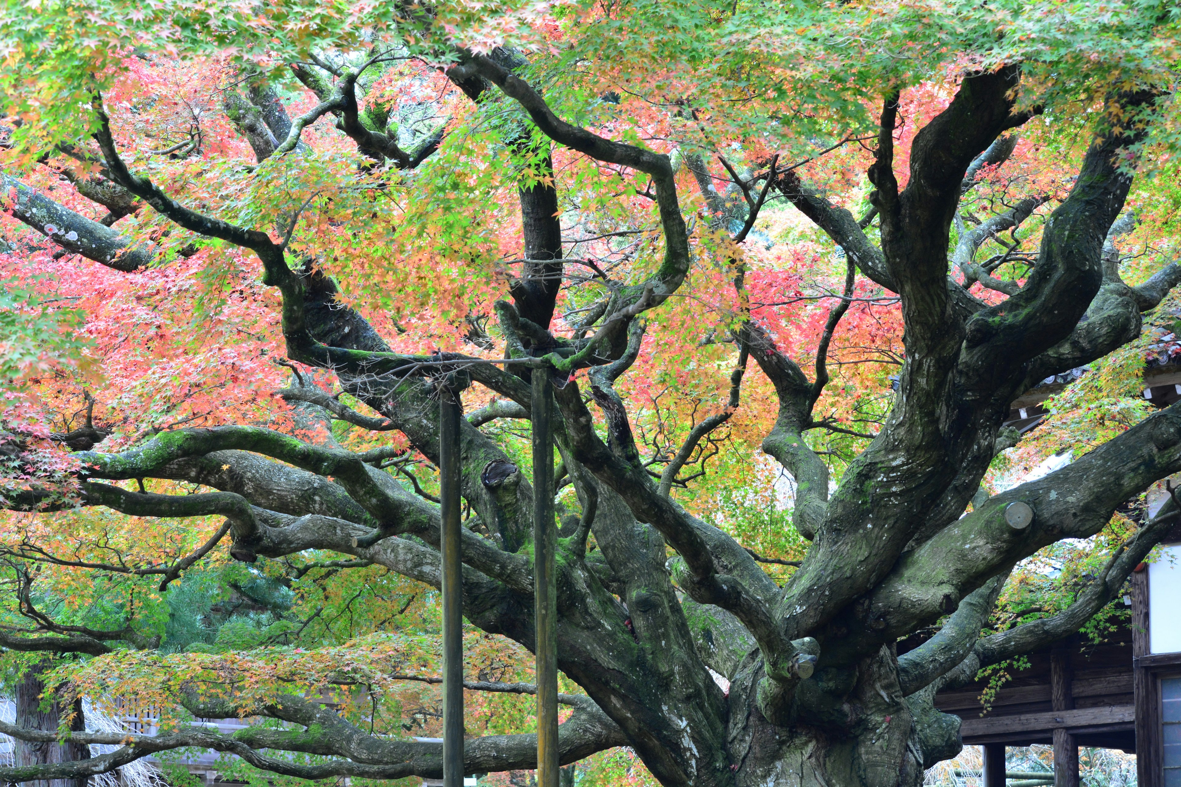 美しい紅葉の木の枝が広がる風景