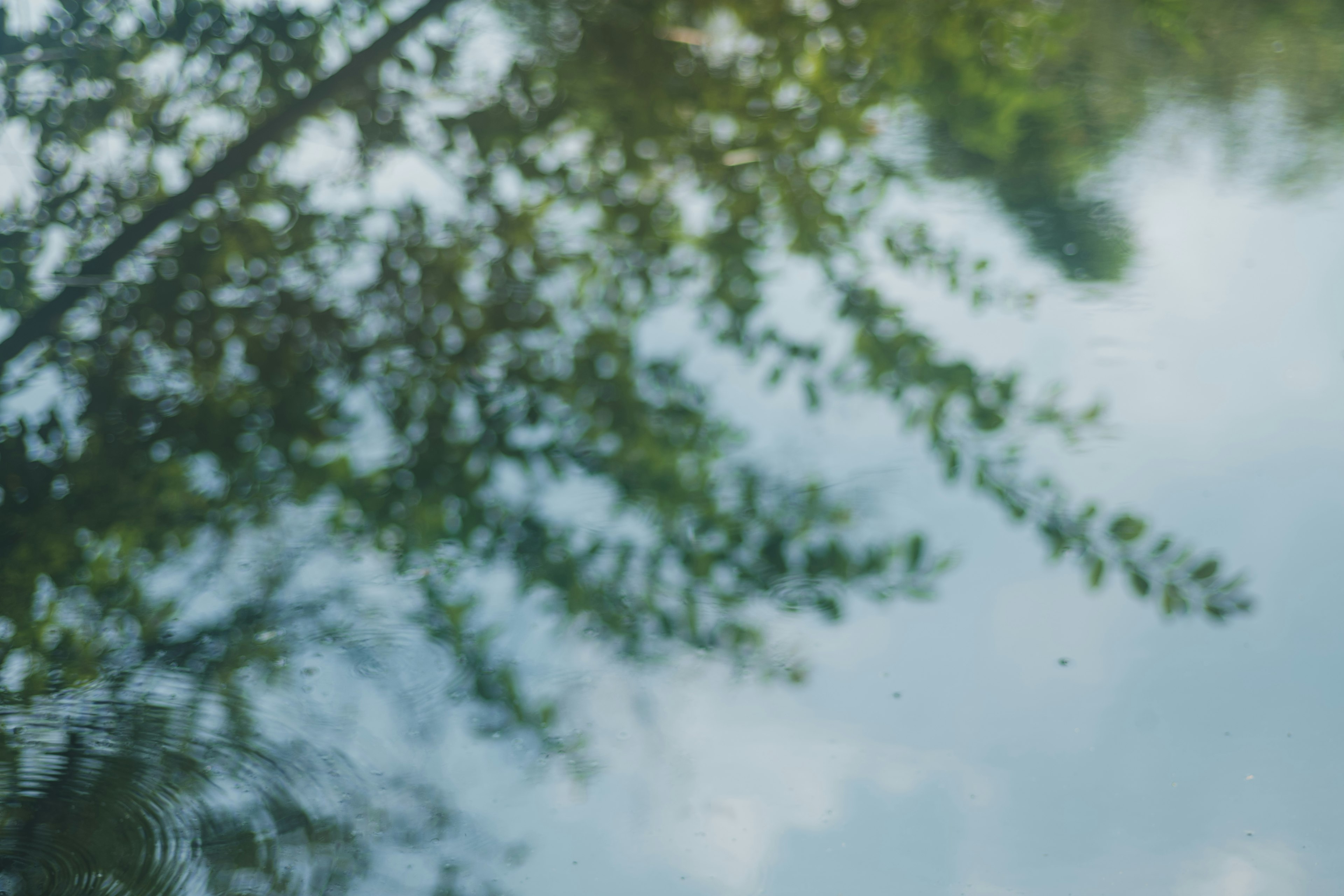 Reflection of green leaves and blue sky on water surface