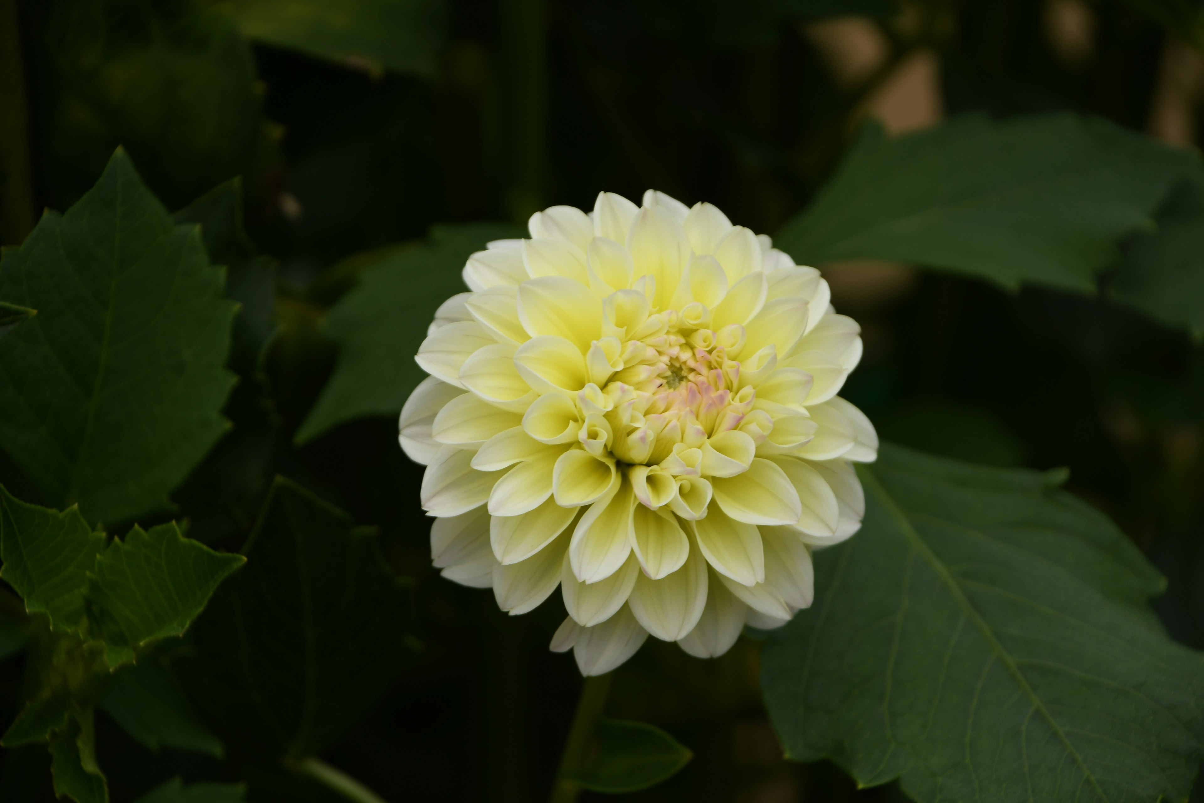 白いダリアの花が緑の葉の間に咲いている