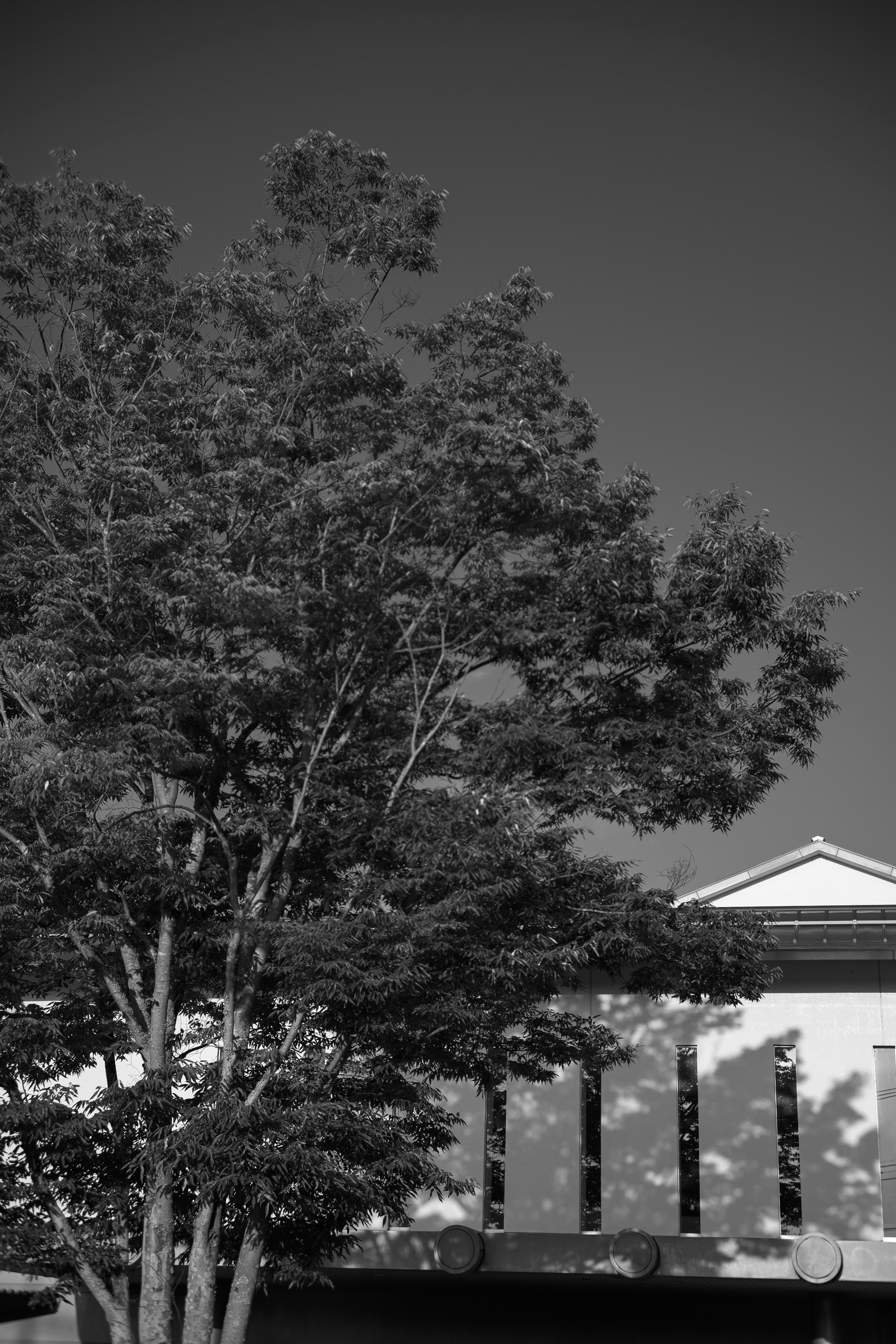 A vibrant contrast of a tree and part of a building in black and white