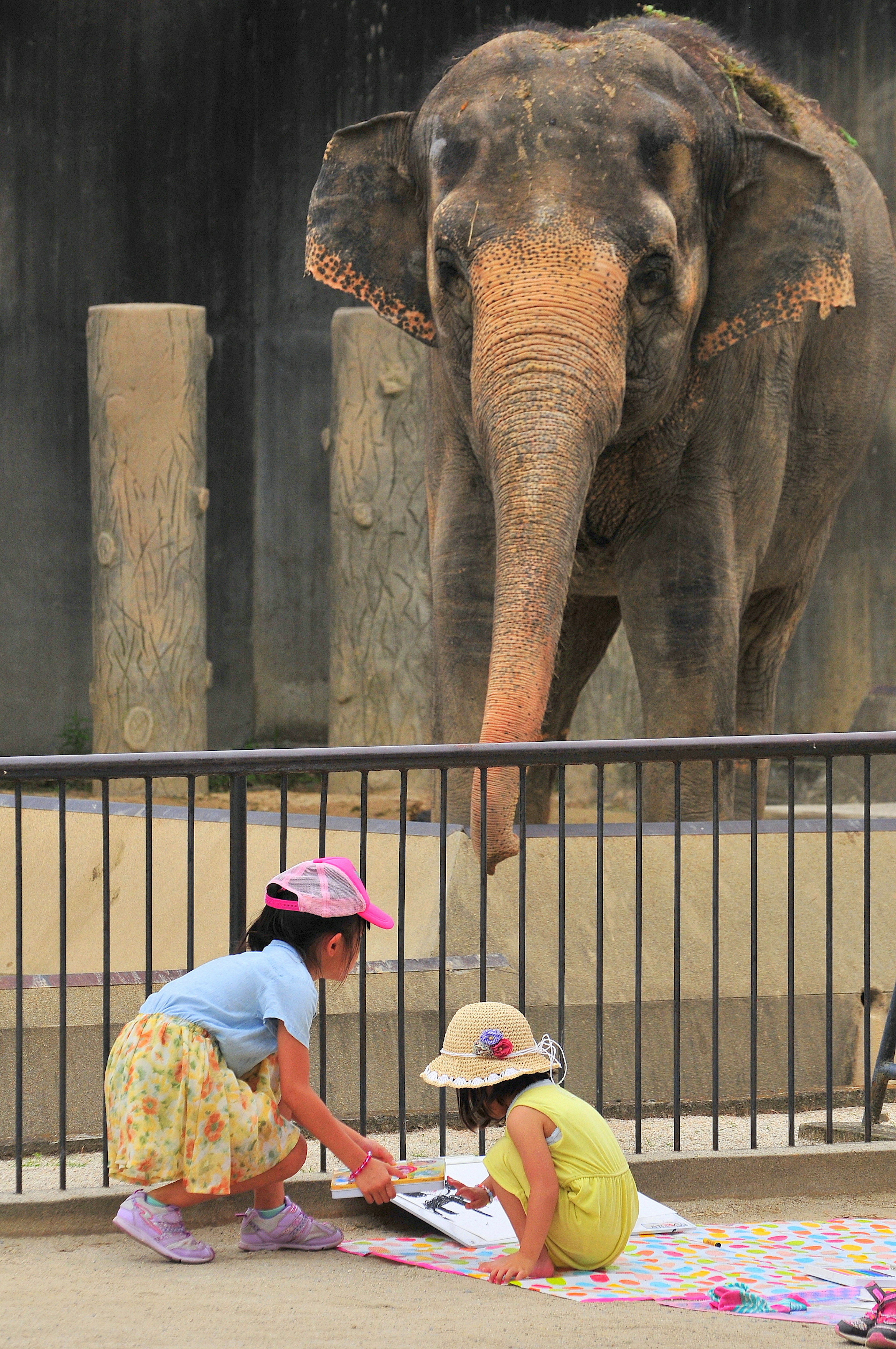 孩子們在動物園裡在大象面前玩耍