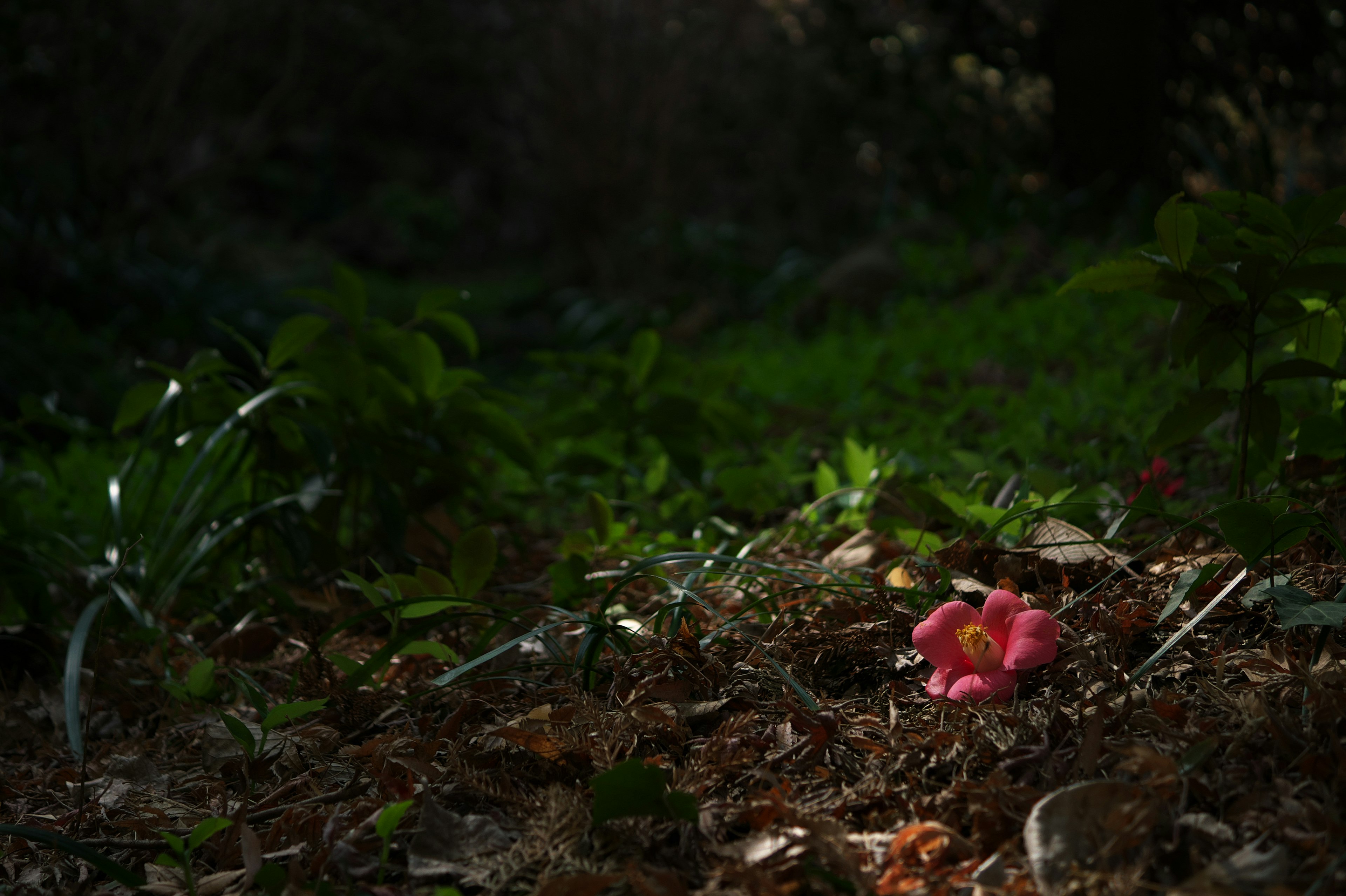 暗い森の中に落ちたピンクの花と緑の葉