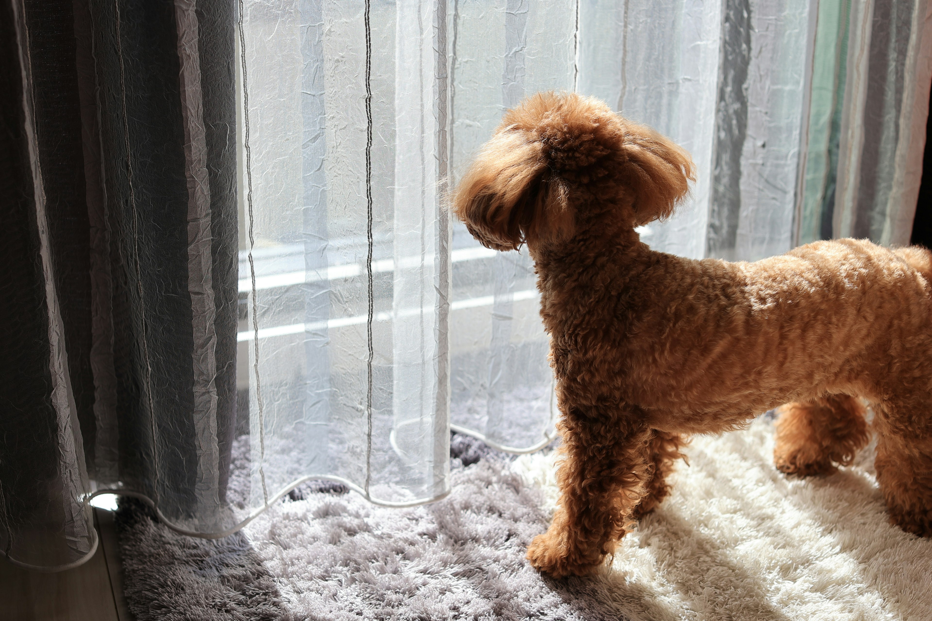 Un chien se tenant devant les rideaux de la fenêtre regardant dehors