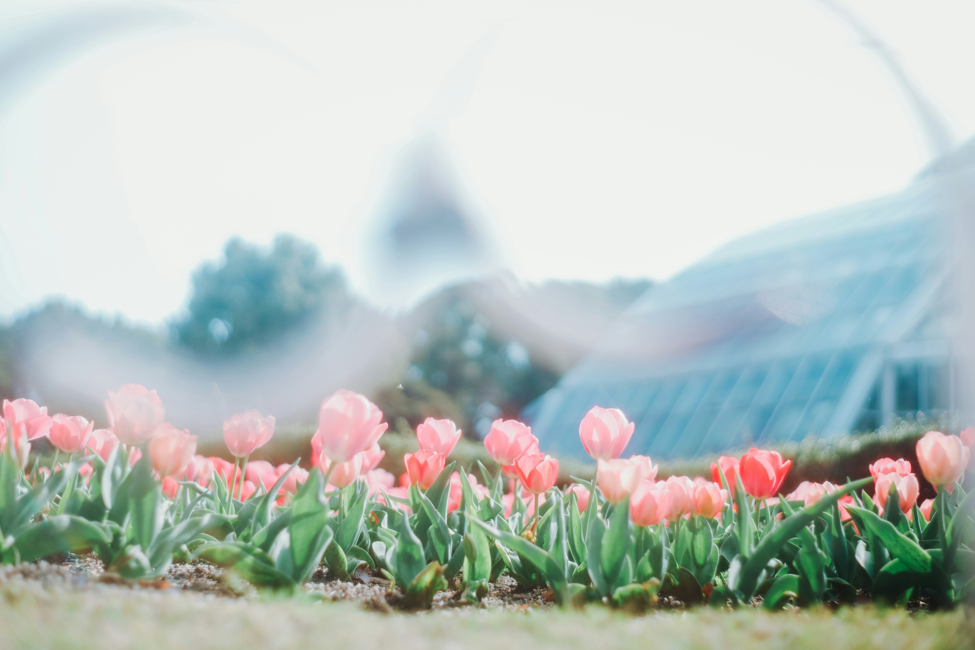 Vista borrosa de un jardín con tulipanes rosas en colores suaves