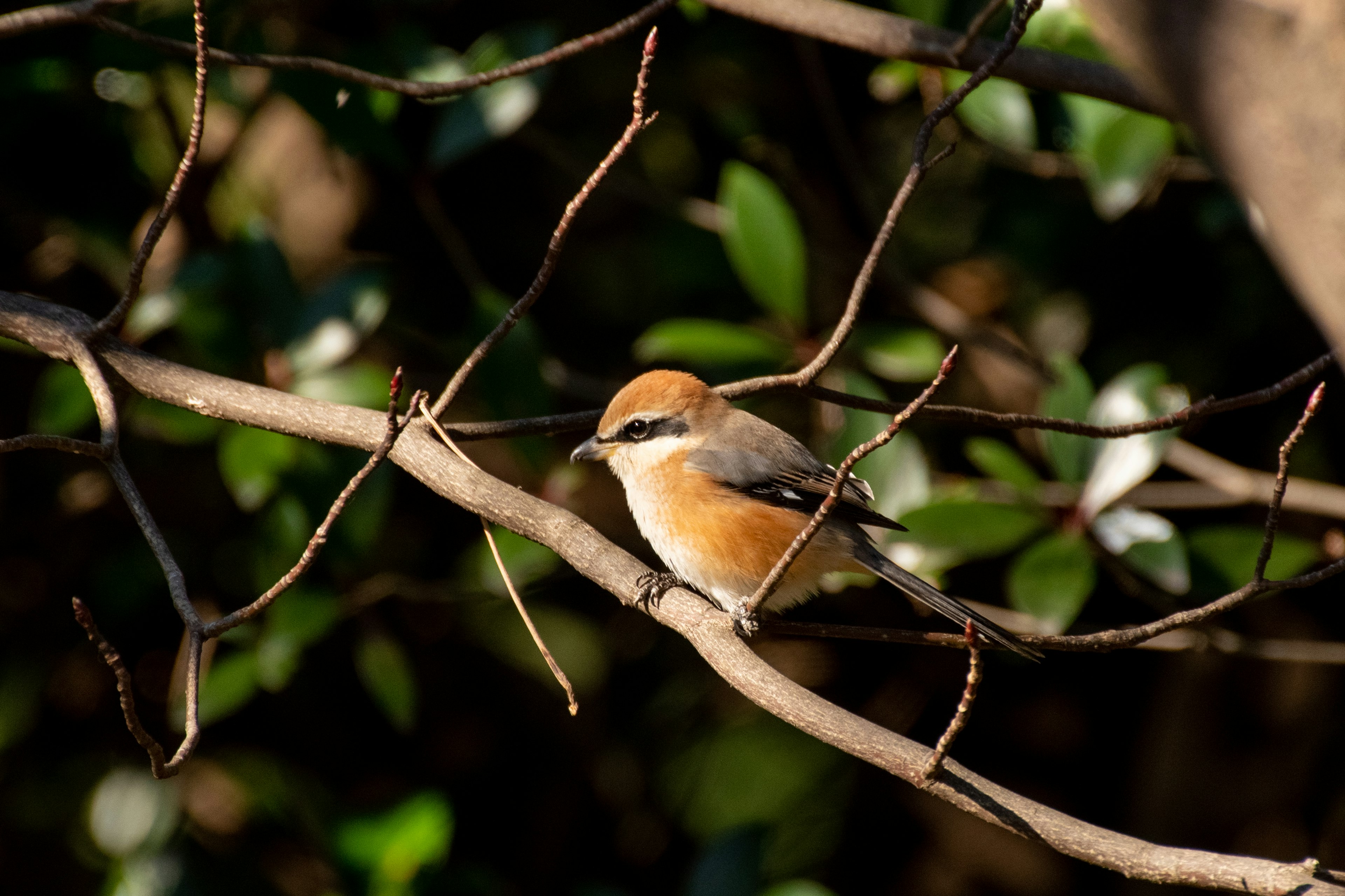 A small bird perched on a branch showcasing vibrant plumage and green foliage in the background