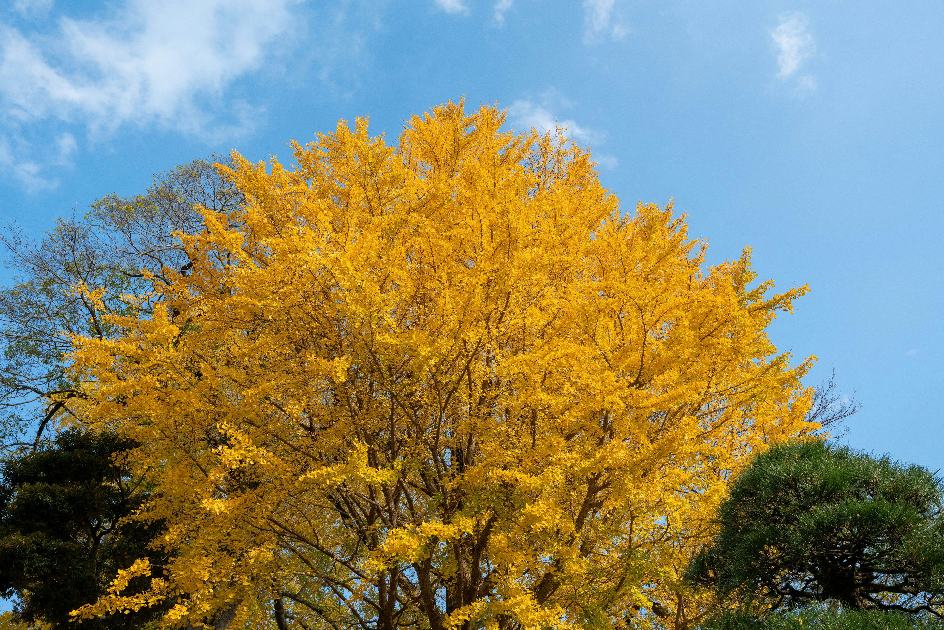 Pohon dengan daun kuning cerah di latar belakang langit biru