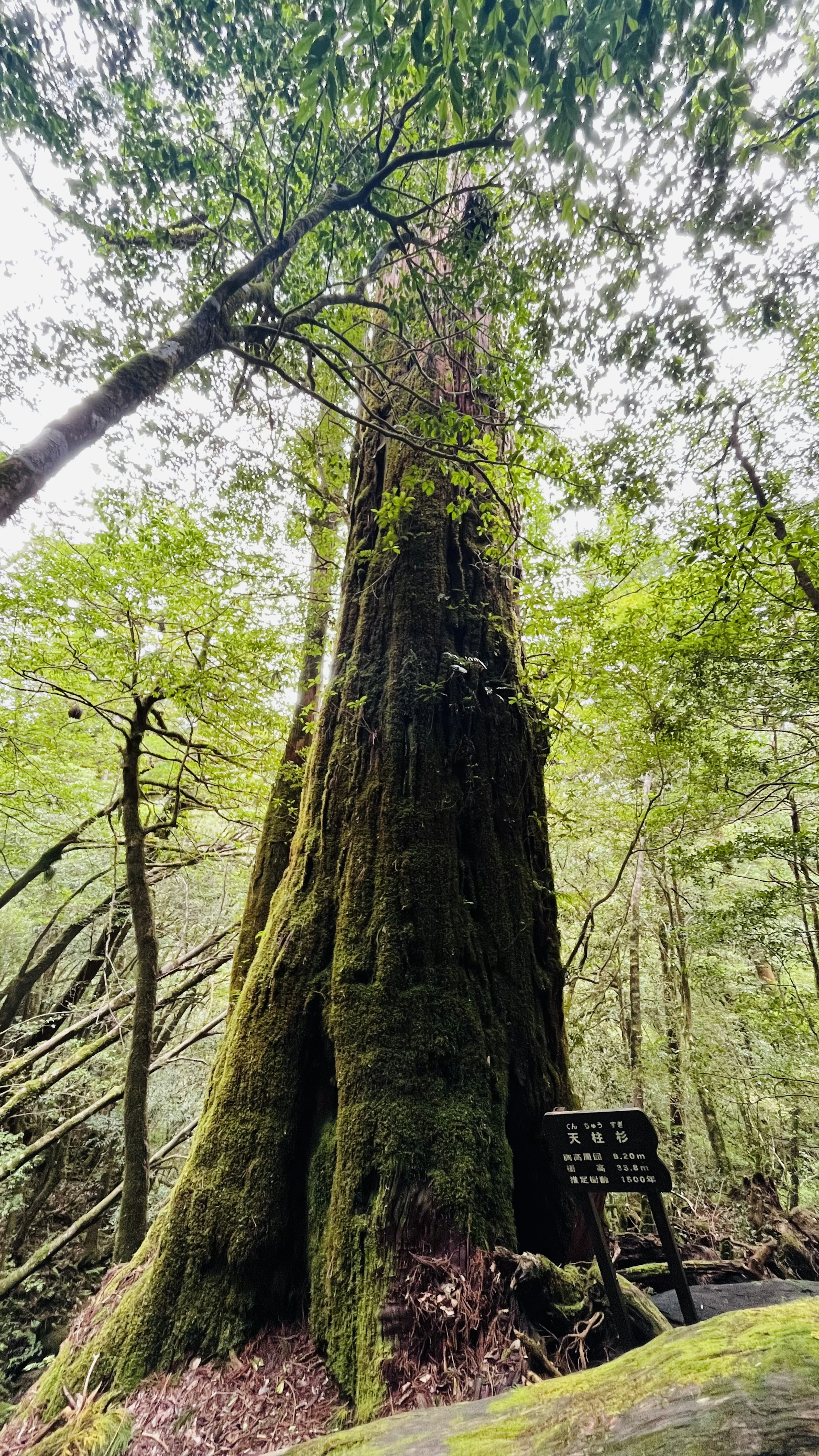 Árbol alto en un bosque rodeado de exuberante vegetación