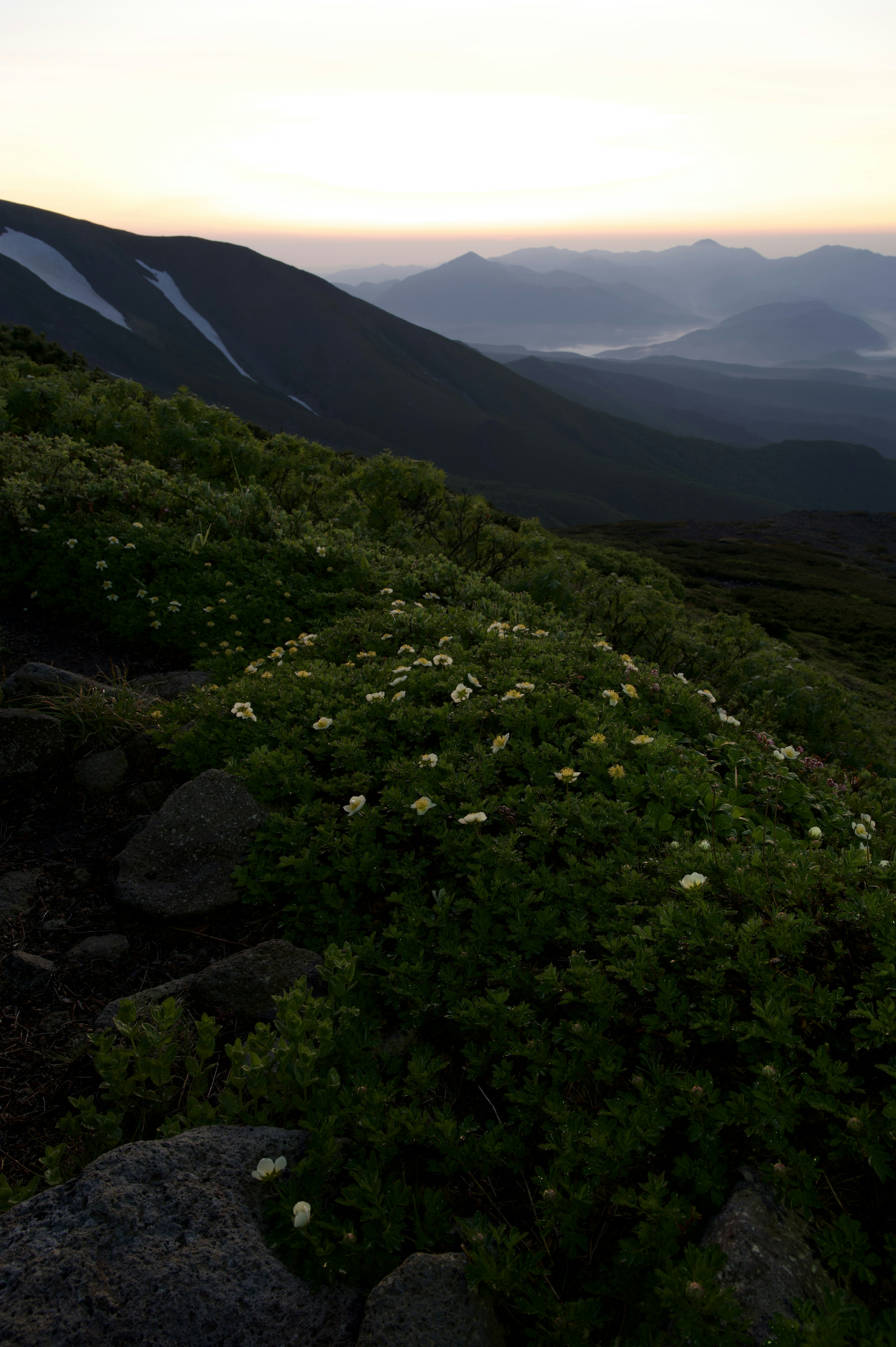 Paesaggio montano al crepuscolo con gruppi di fiori bianchi