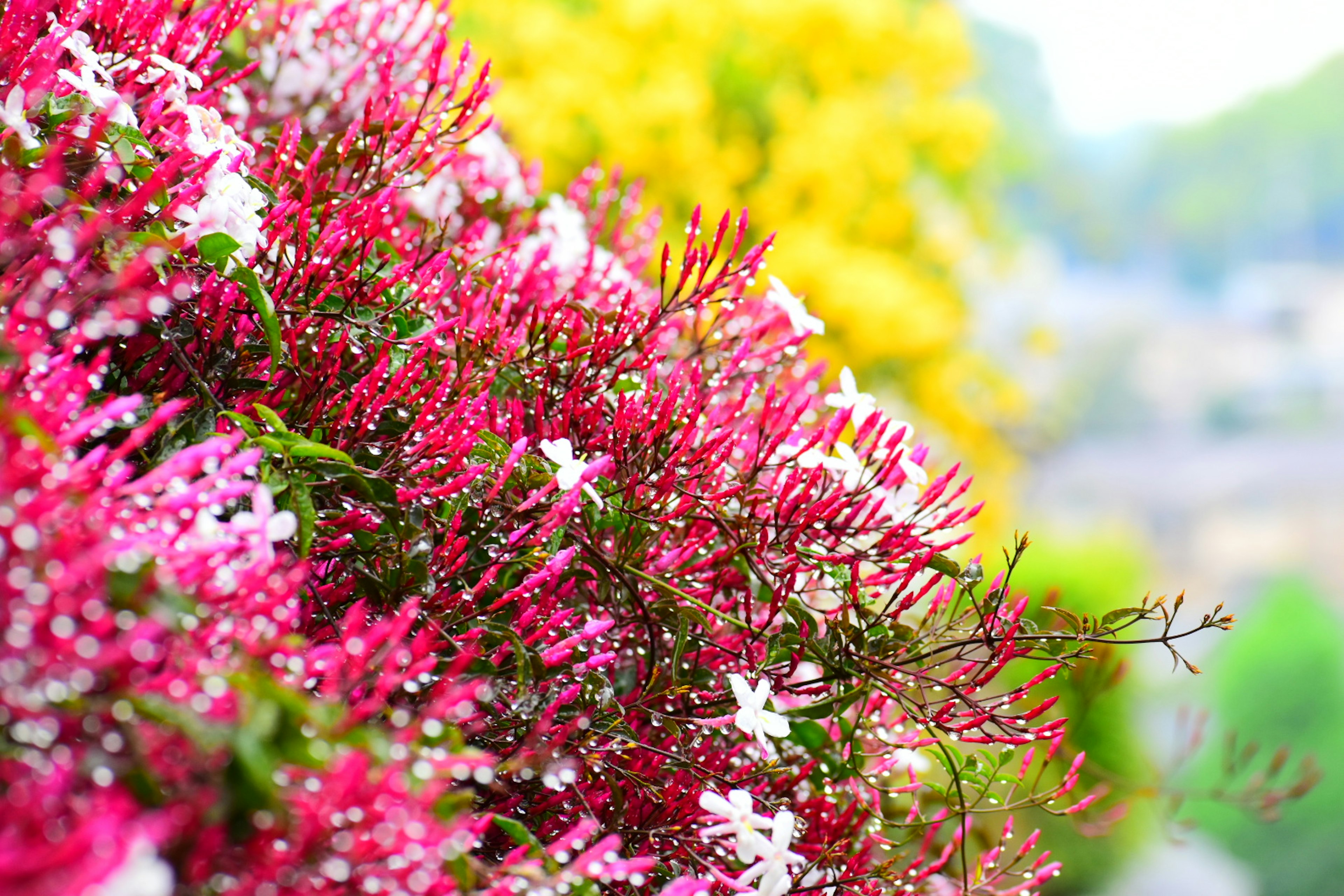 Pemandangan taman yang cerah dengan bunga pink dan kuning yang mekar