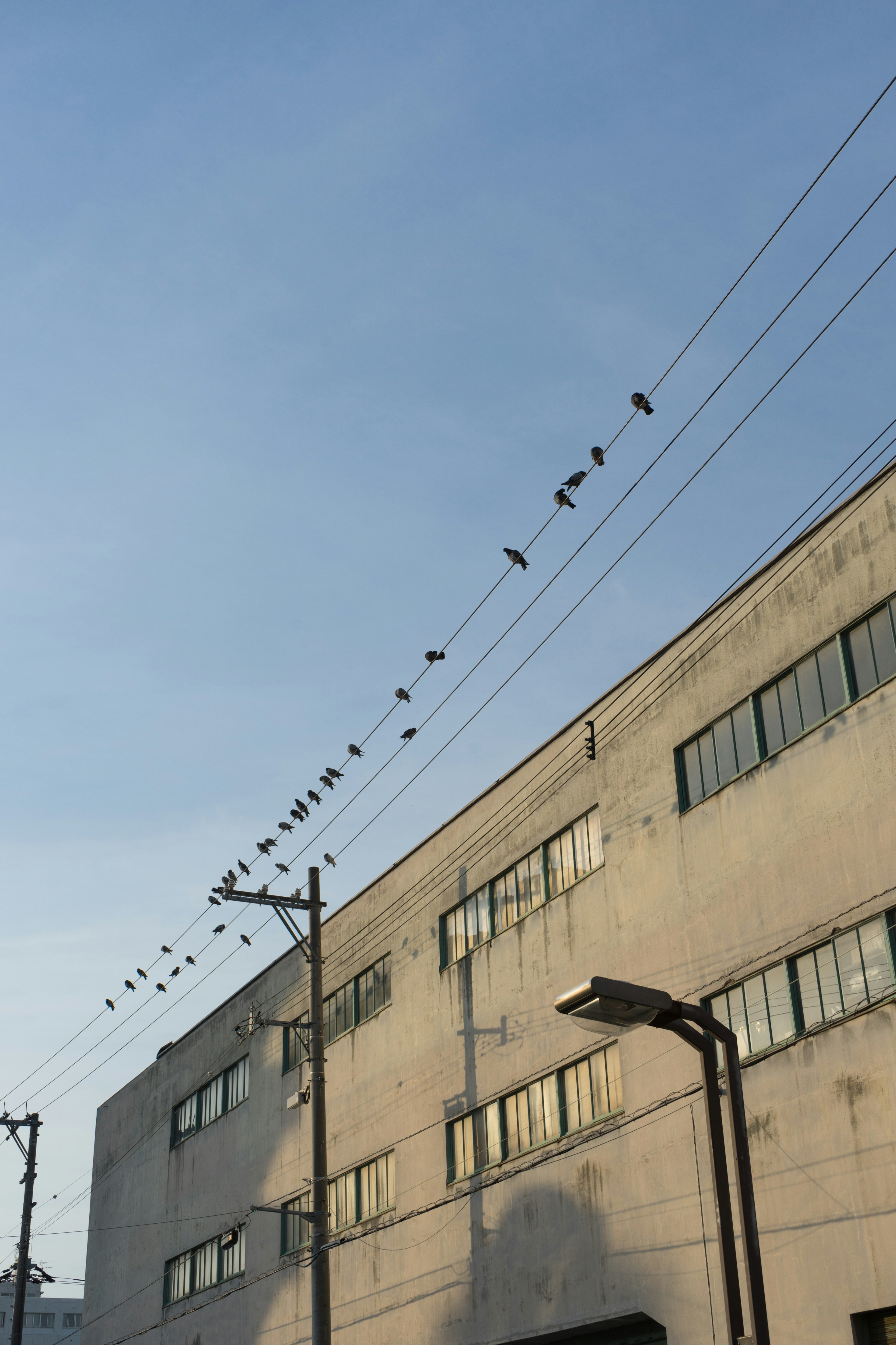 青空の下で電線に止まる鳥たちと工場の外観