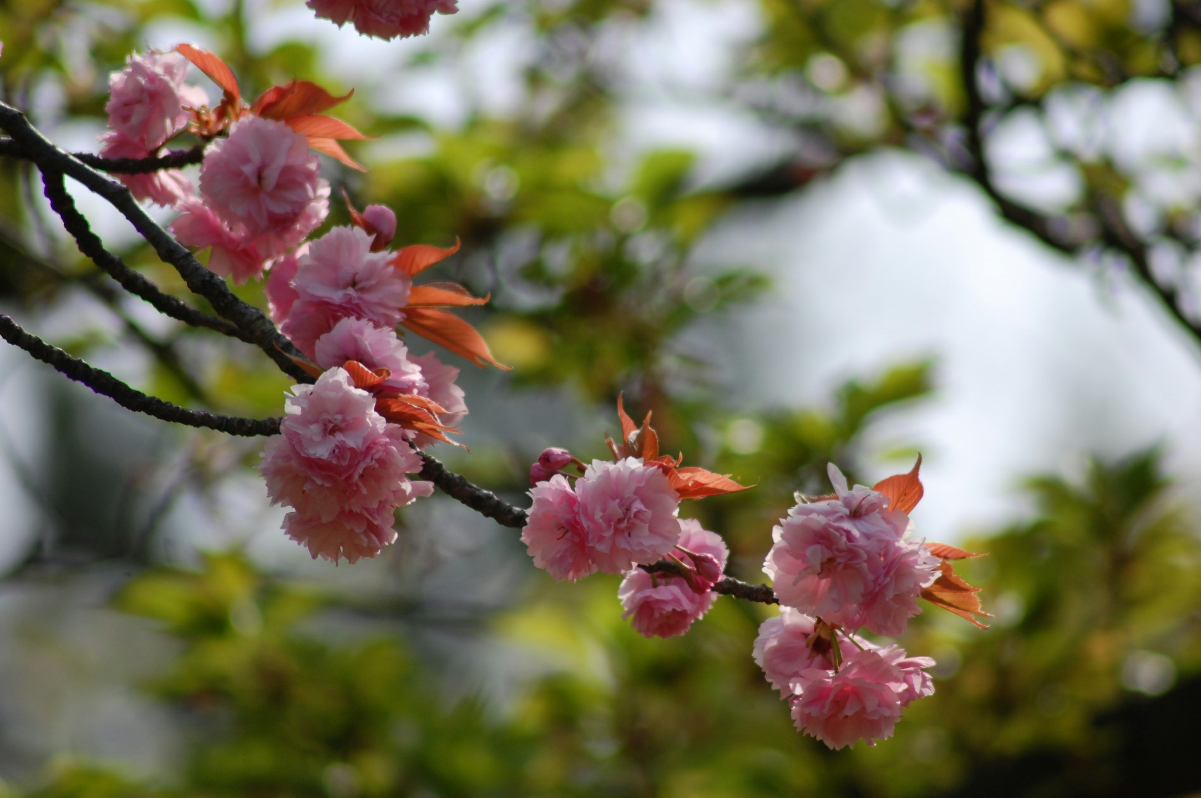 Tangkai bunga sakura yang mendekat dengan latar belakang daun hijau menciptakan suasana musim semi