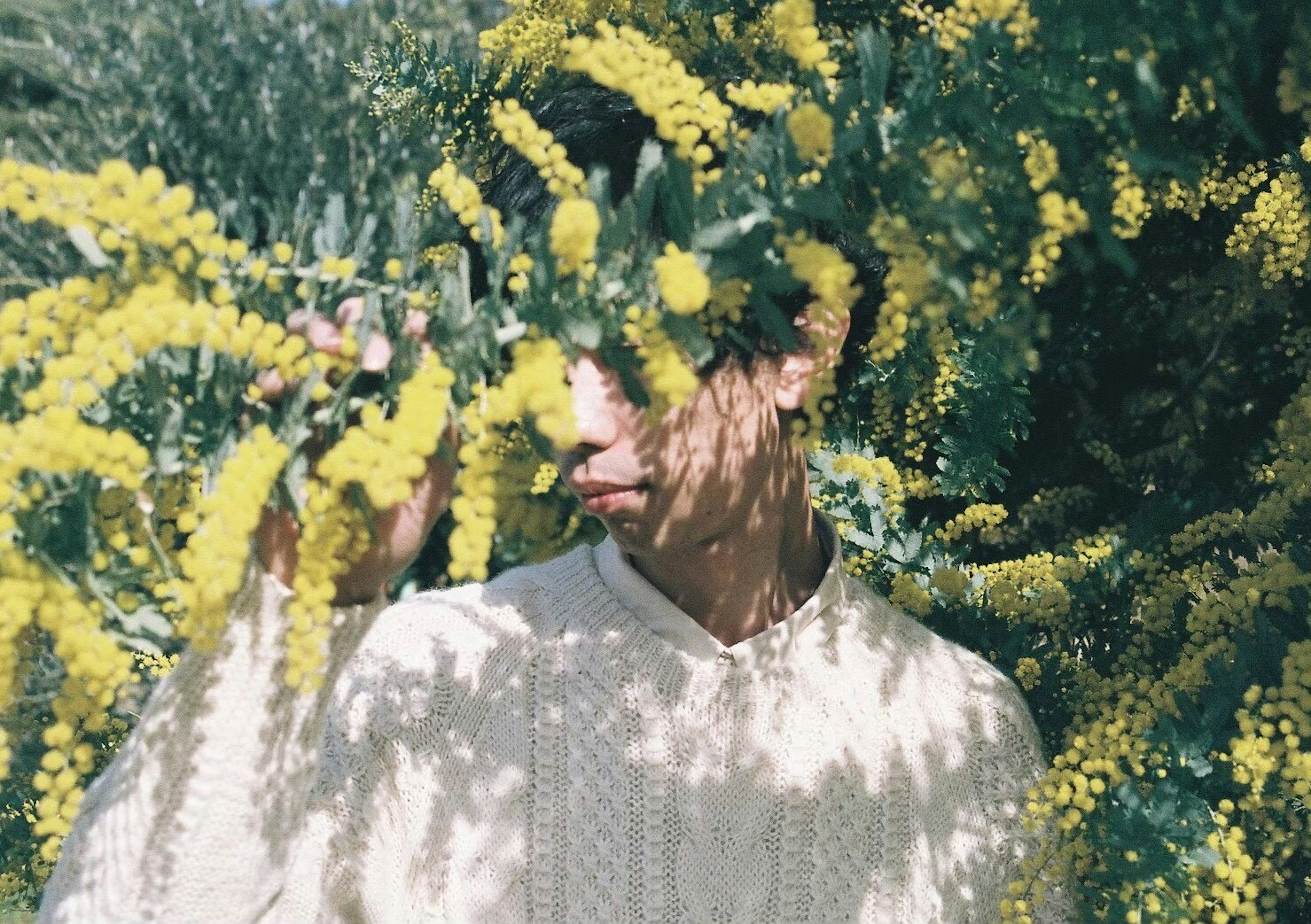 Person partially obscured by yellow flowering branches