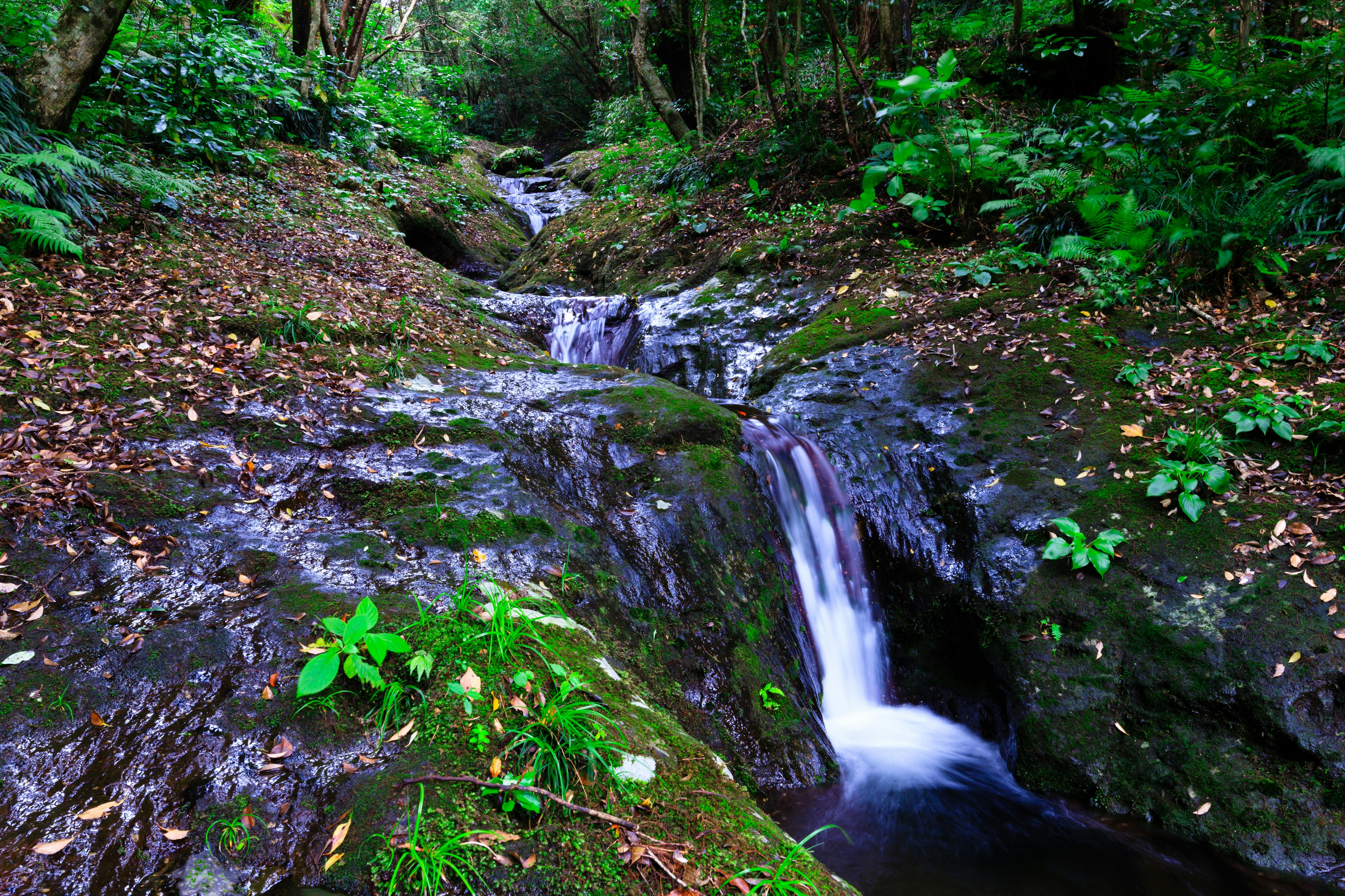 Arroyo y cascada en un bosque frondoso plantas verdes vibrantes y rocas lisas