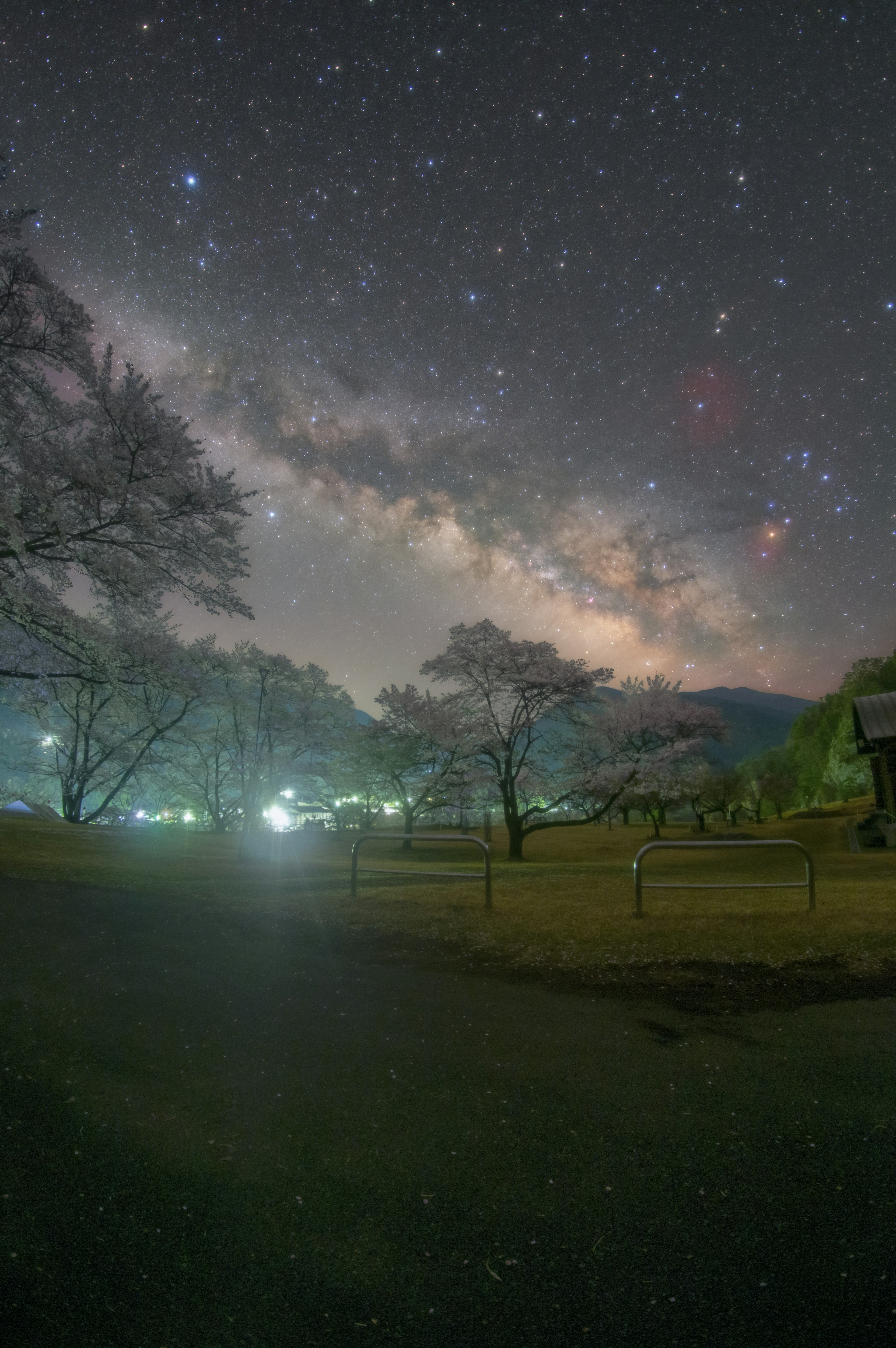 星空に広がる天の川と木々のシルエット