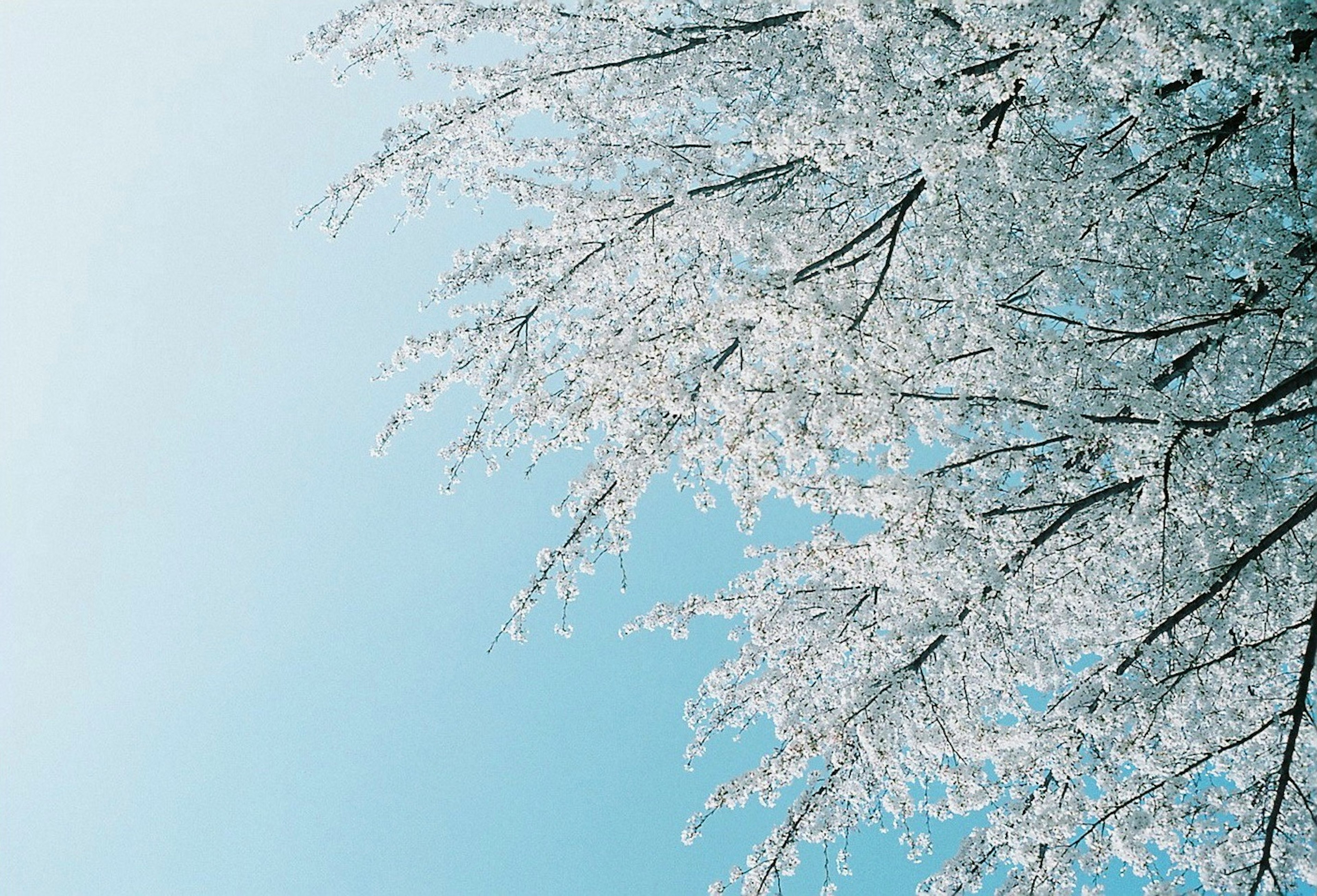 Branches with white blossoms against a blue sky