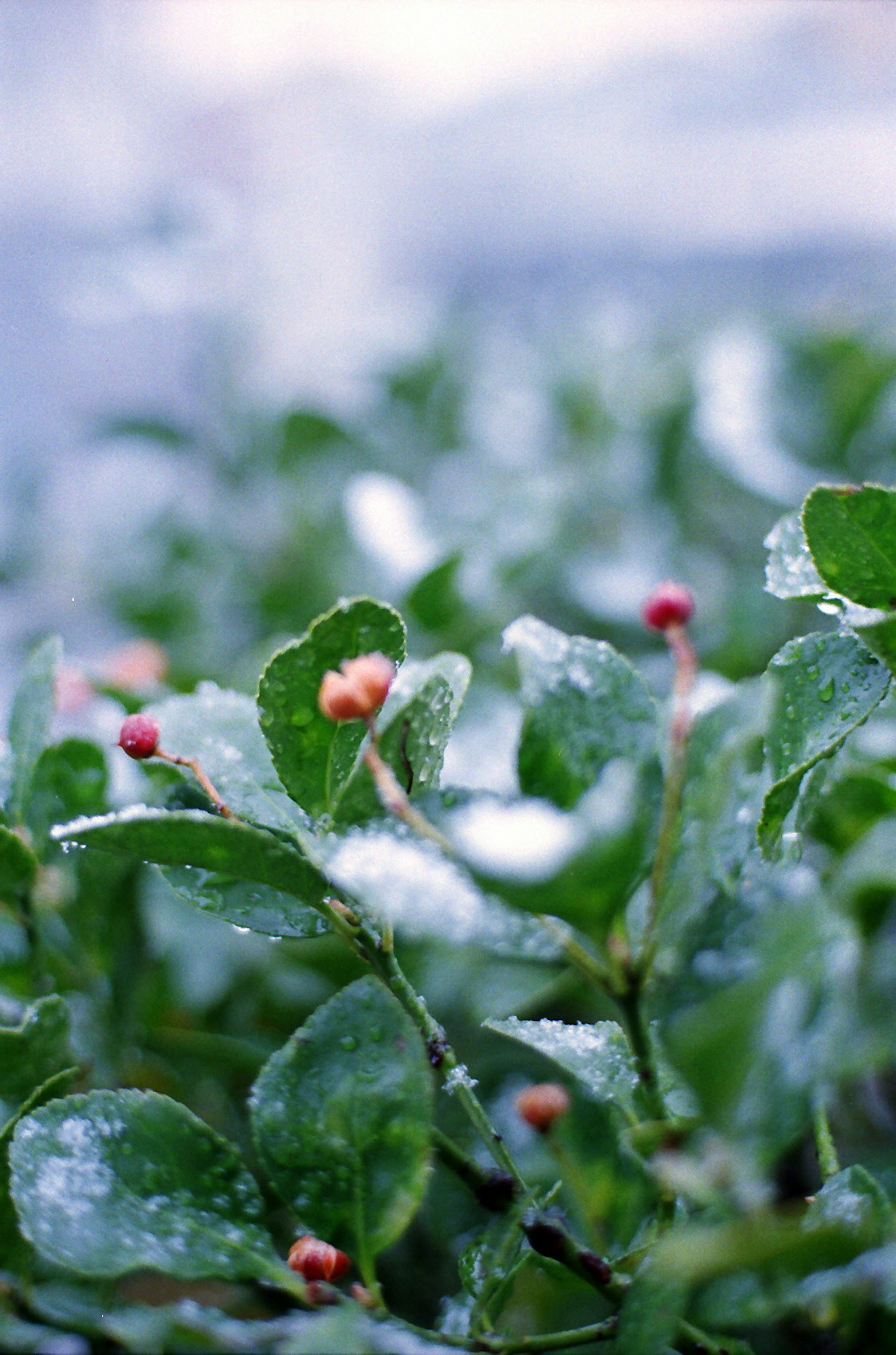 Close-up of green leaves covered in snow with red berries