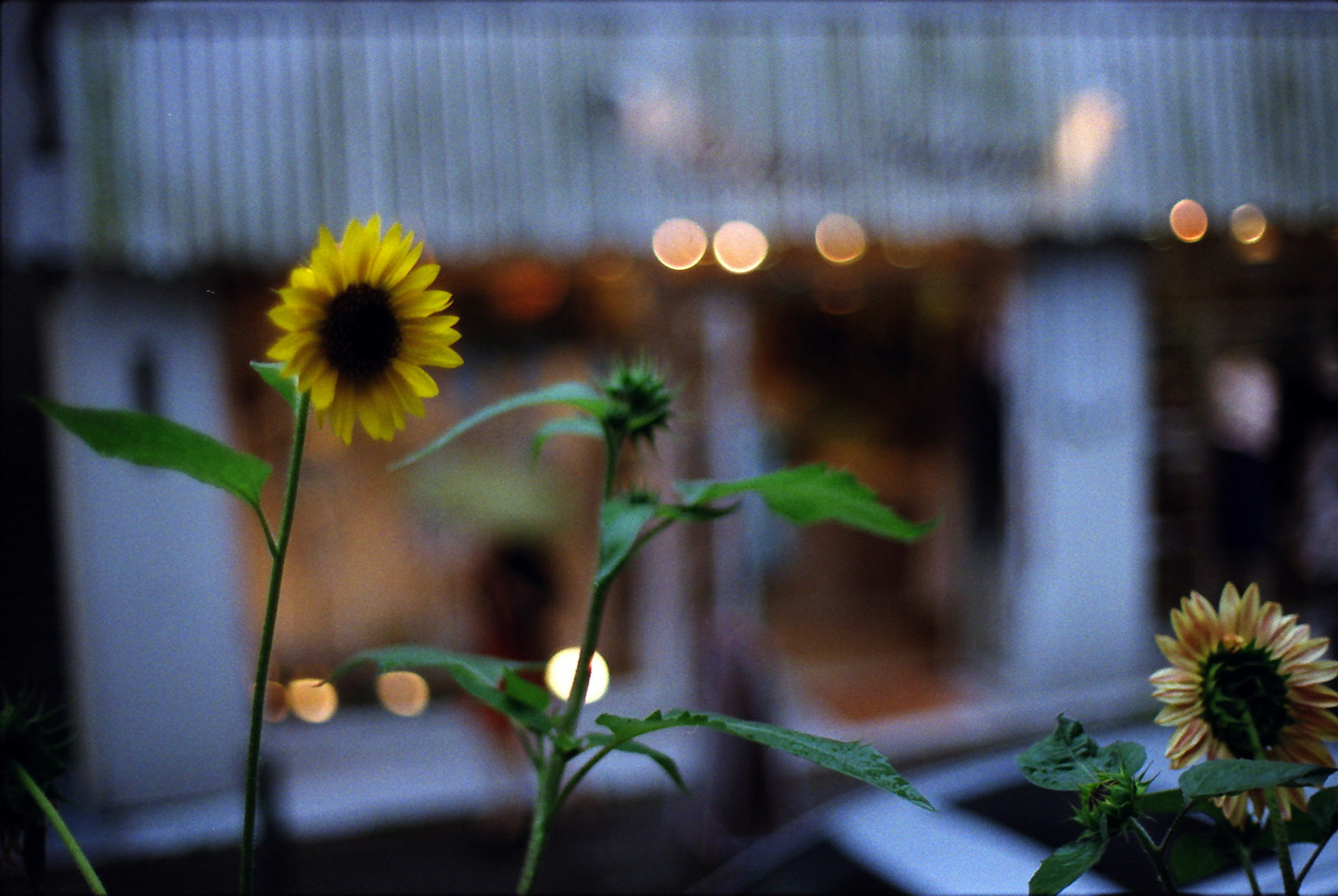 Girasoles brillantes en primer plano con un interior de tienda borroso al fondo