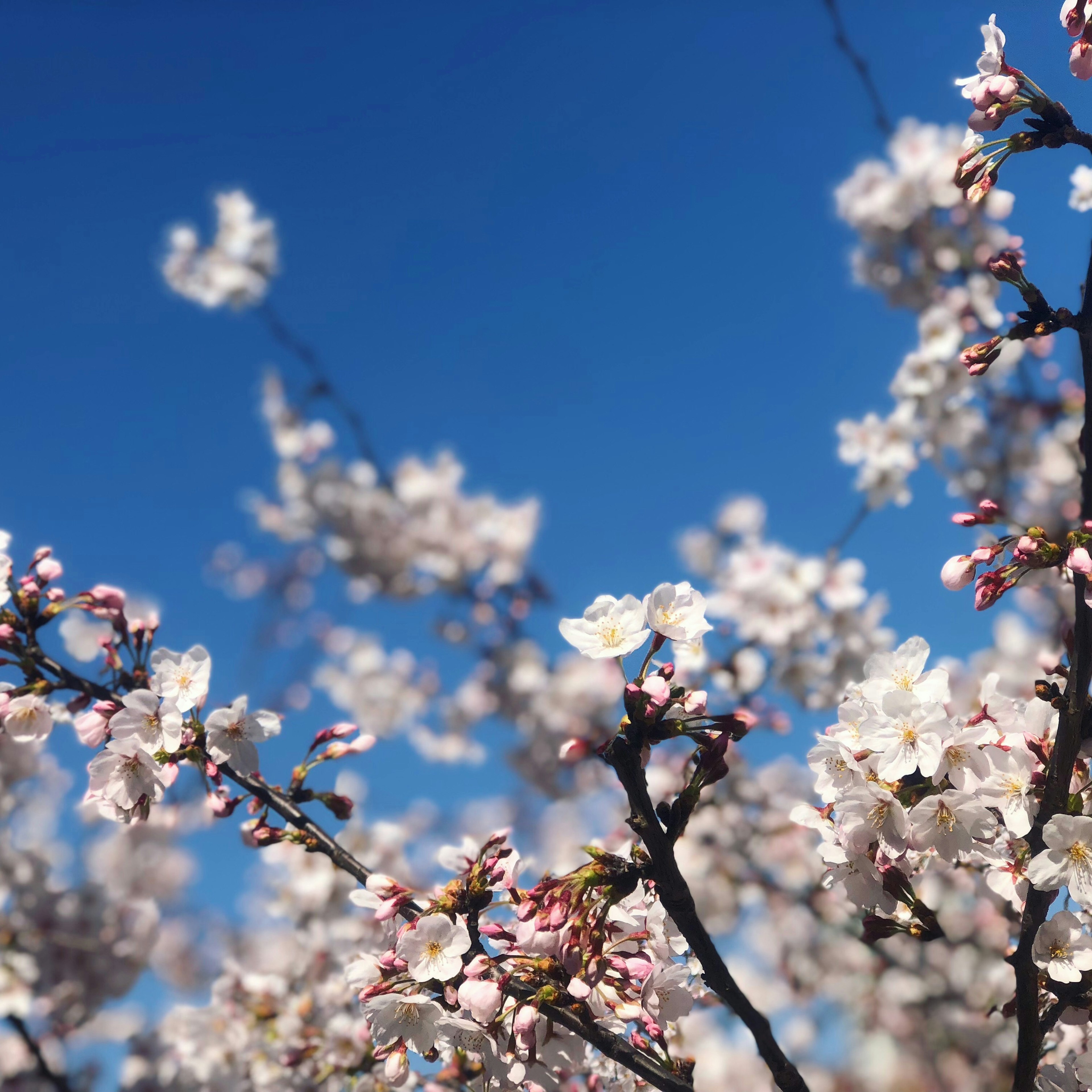 Tangkapan dekat bunga sakura di bawah langit biru