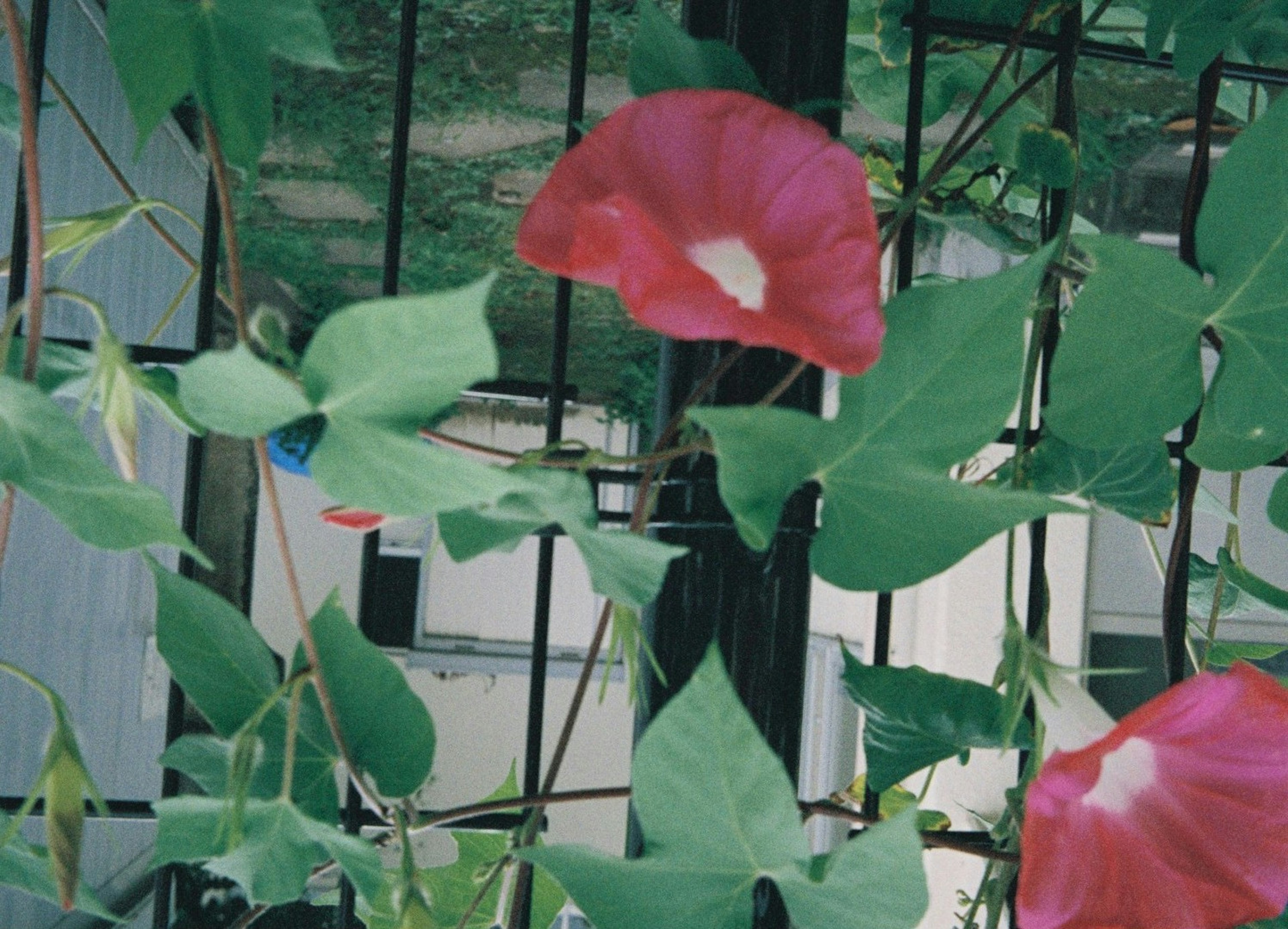 特写植物，绿色叶子和红色花朵