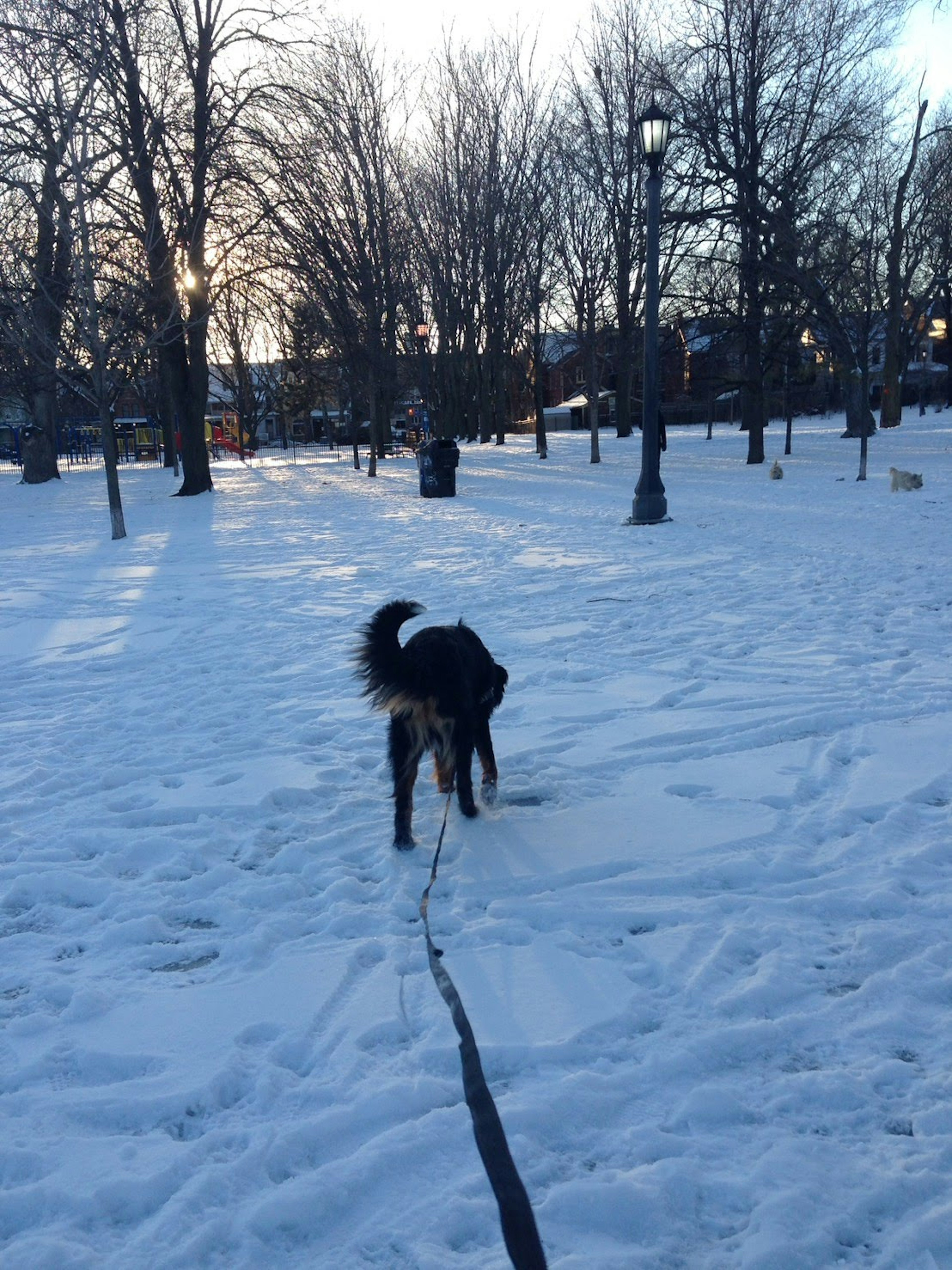 Ein Hund, der in einem verschneiten Park mit Bäumen läuft