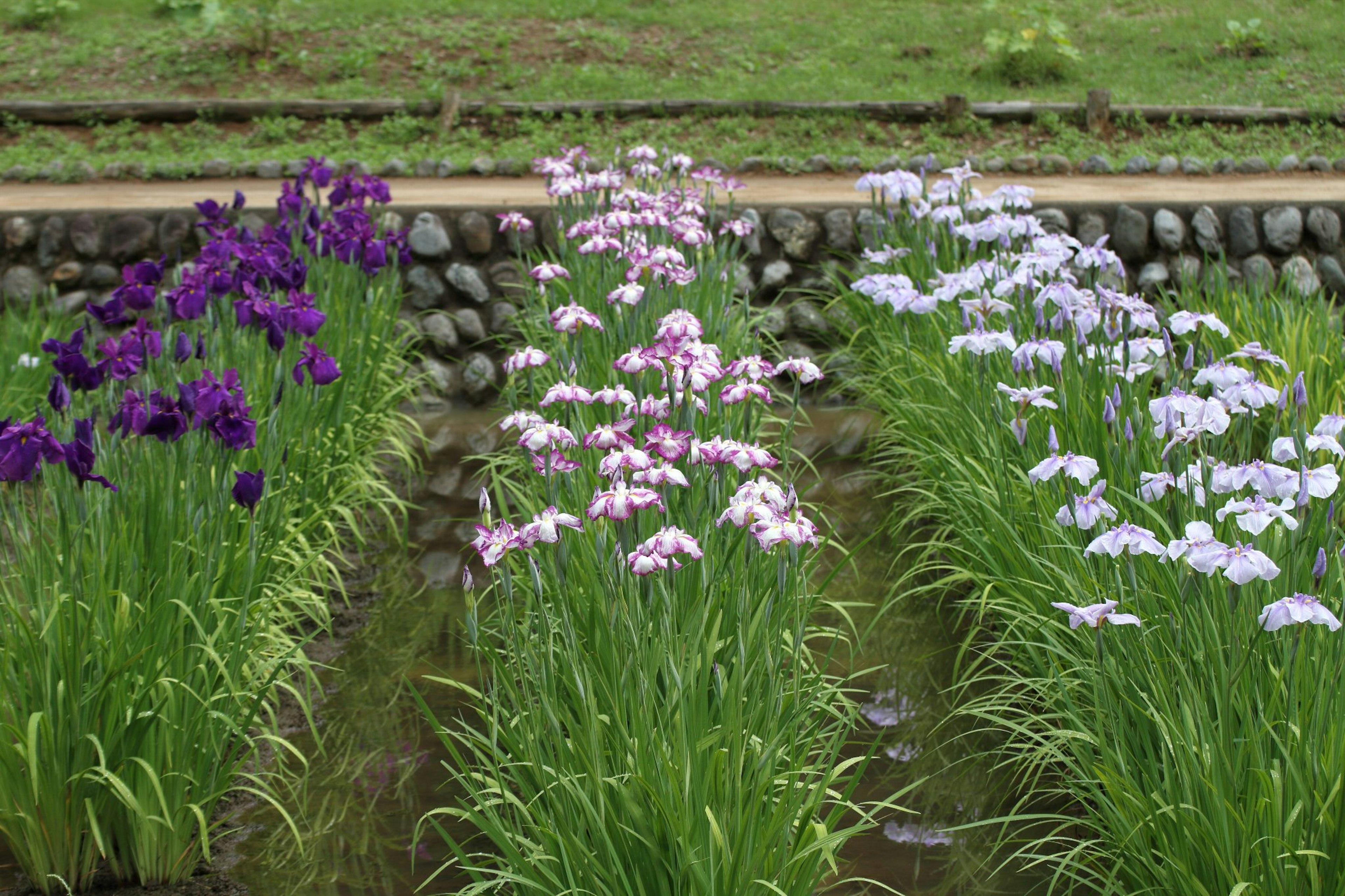 Hermoso campo de flores con flores moradas y blancas