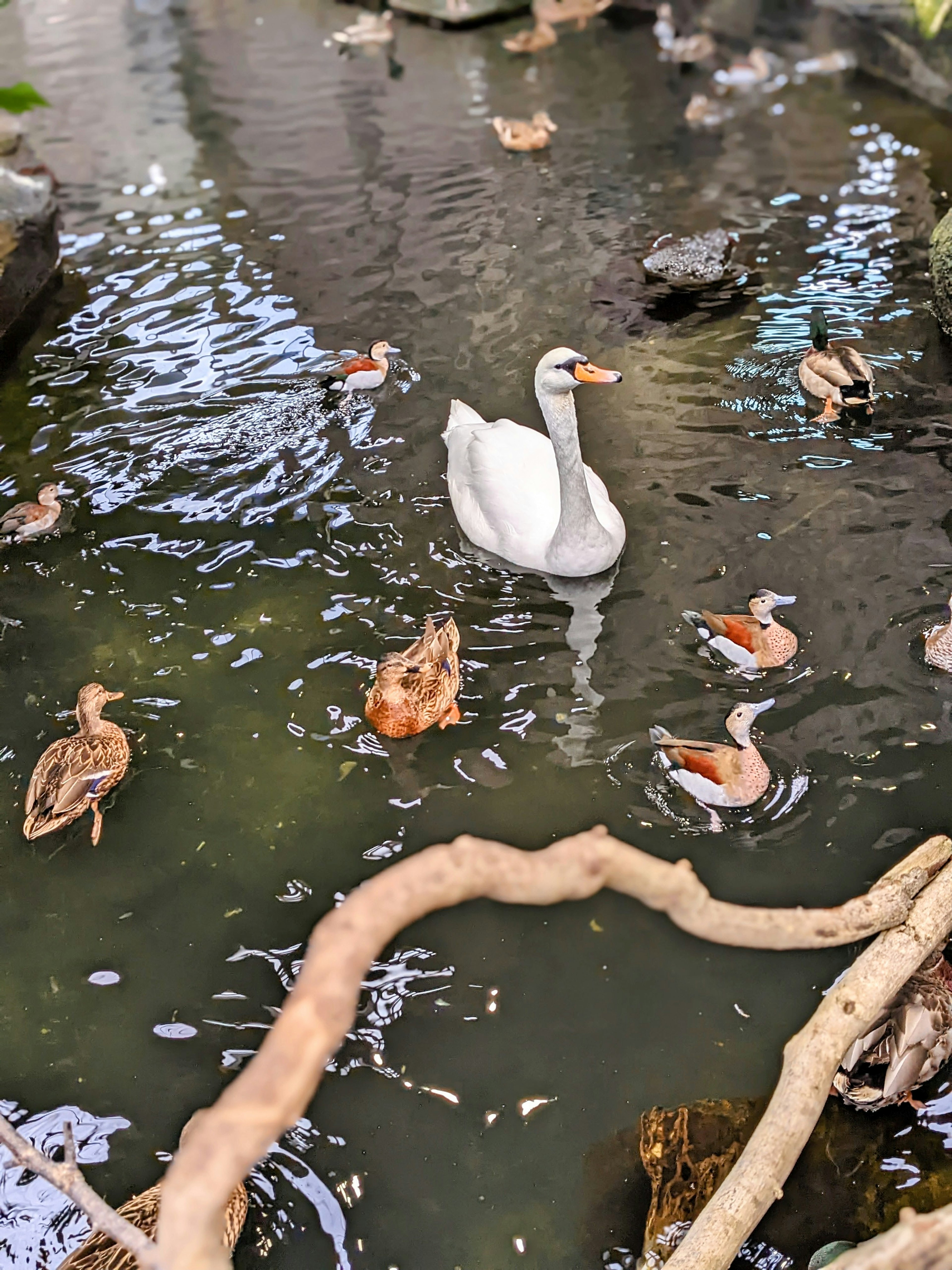 A serene pond scene featuring a white swan and multiple ducks swimming