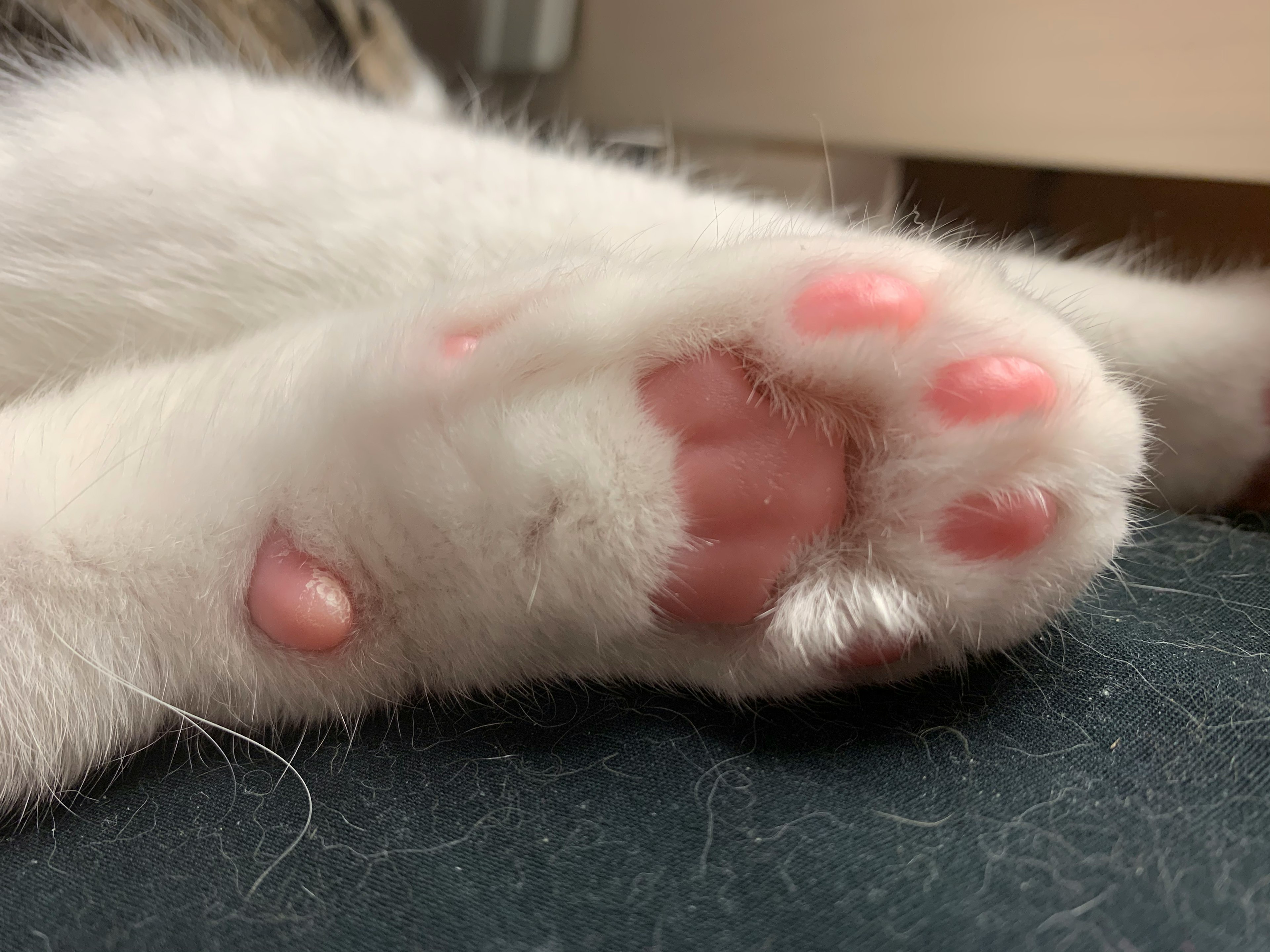 Primer plano de la pata de un gato blanco con almohadillas rosas y garras