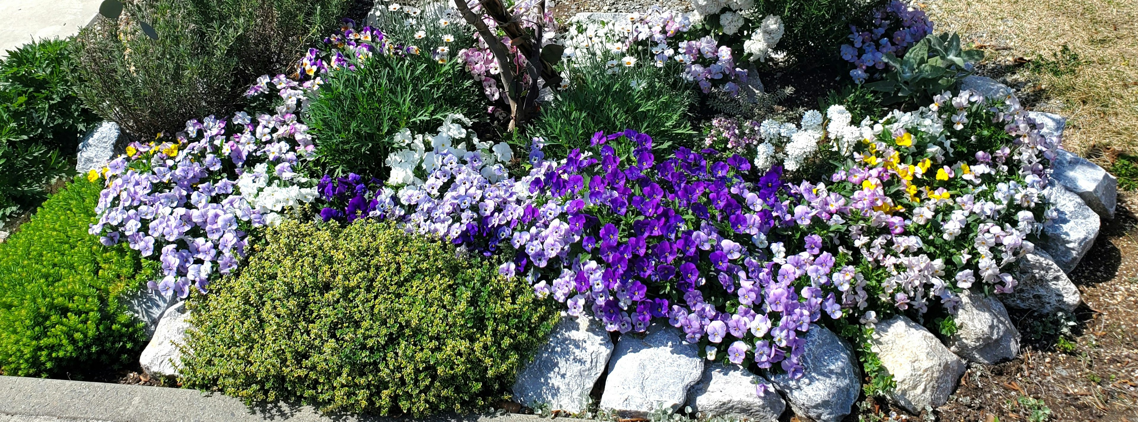 A garden bed featuring vibrant purple flowers and lush greenery arranged beautifully