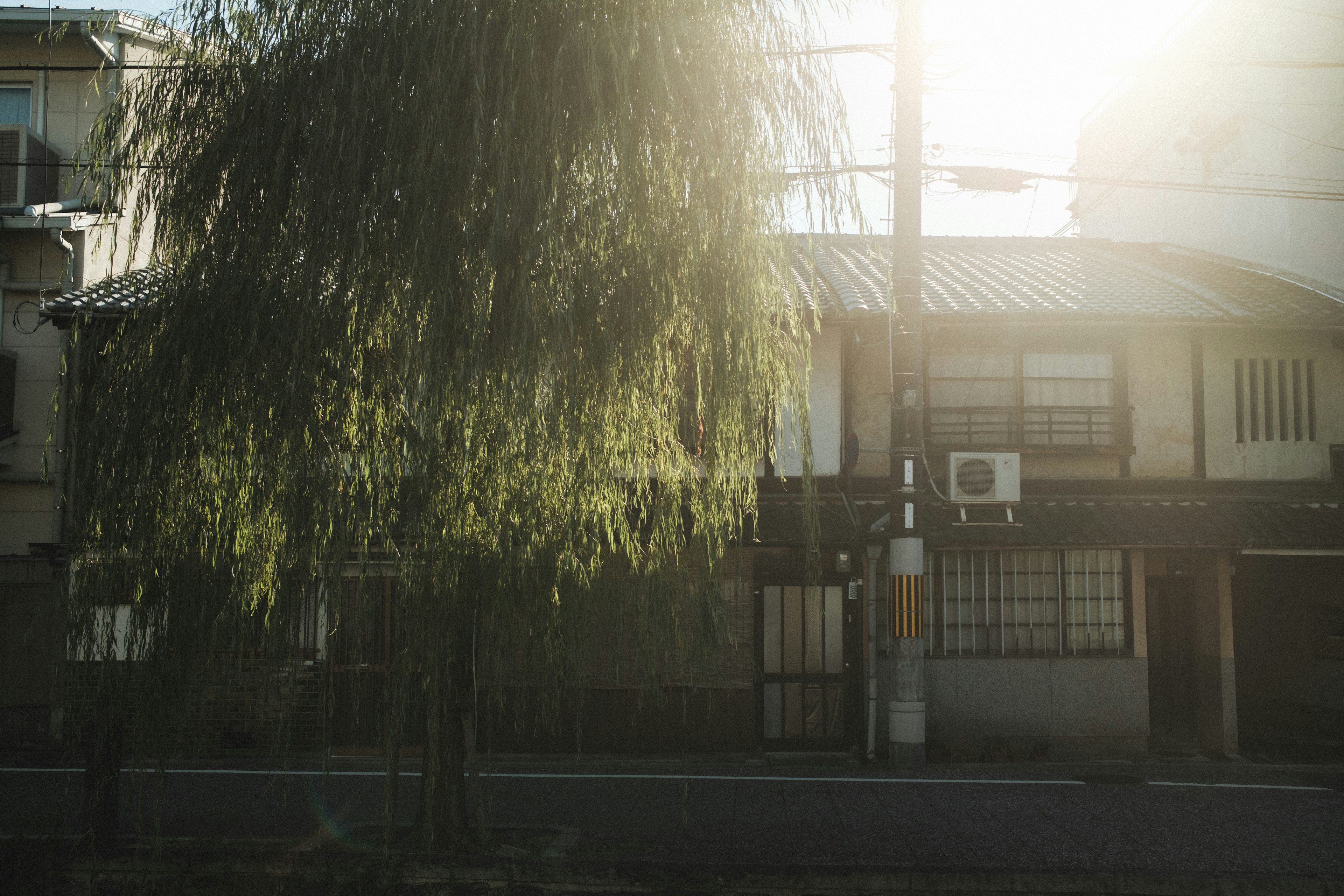 Maison japonaise traditionnelle baignée de soleil avec un saule pleureur