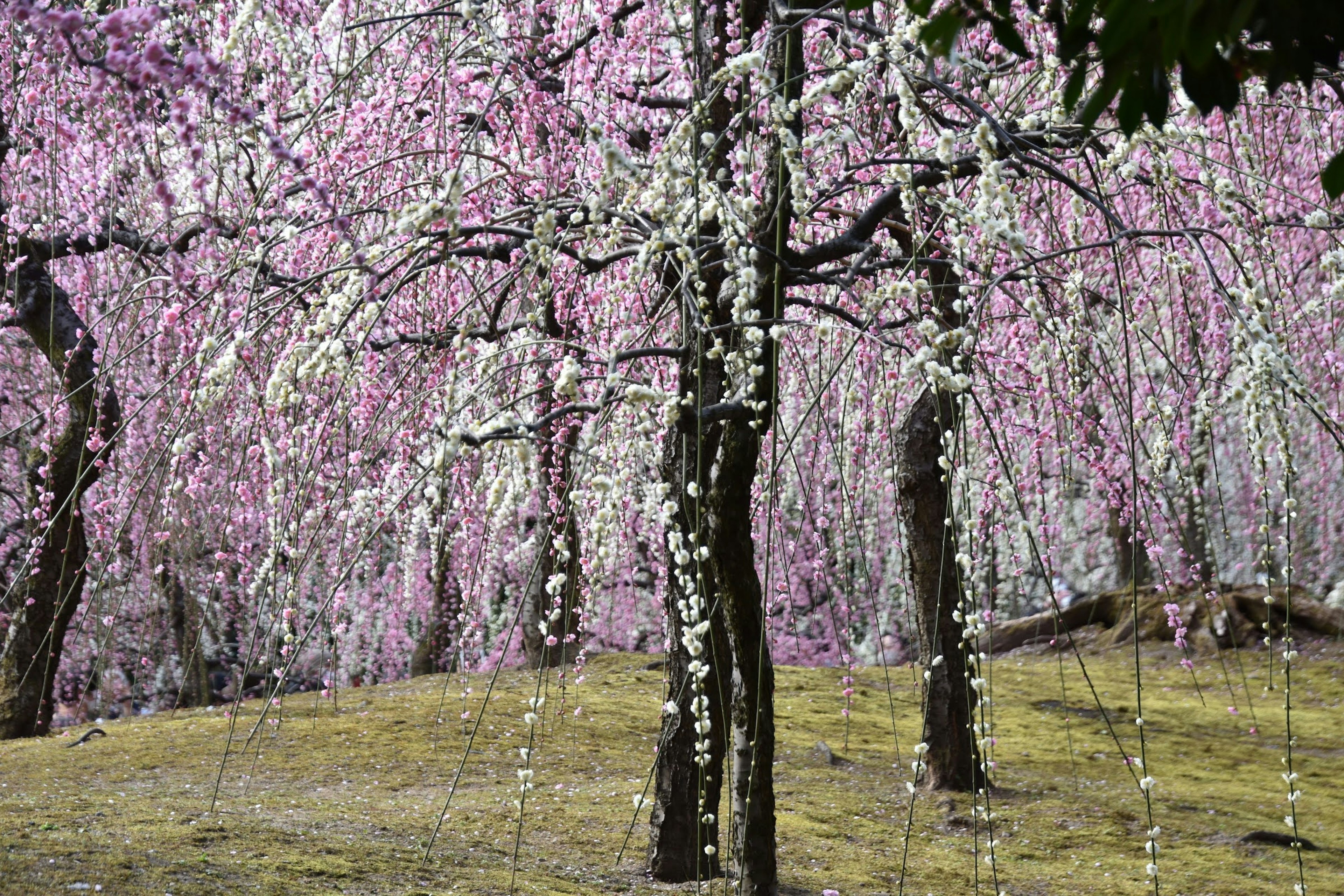 ภูมิทัศน์ของต้นซากุระที่มีดอกไม้สีชมพูและขาวสวยงาม