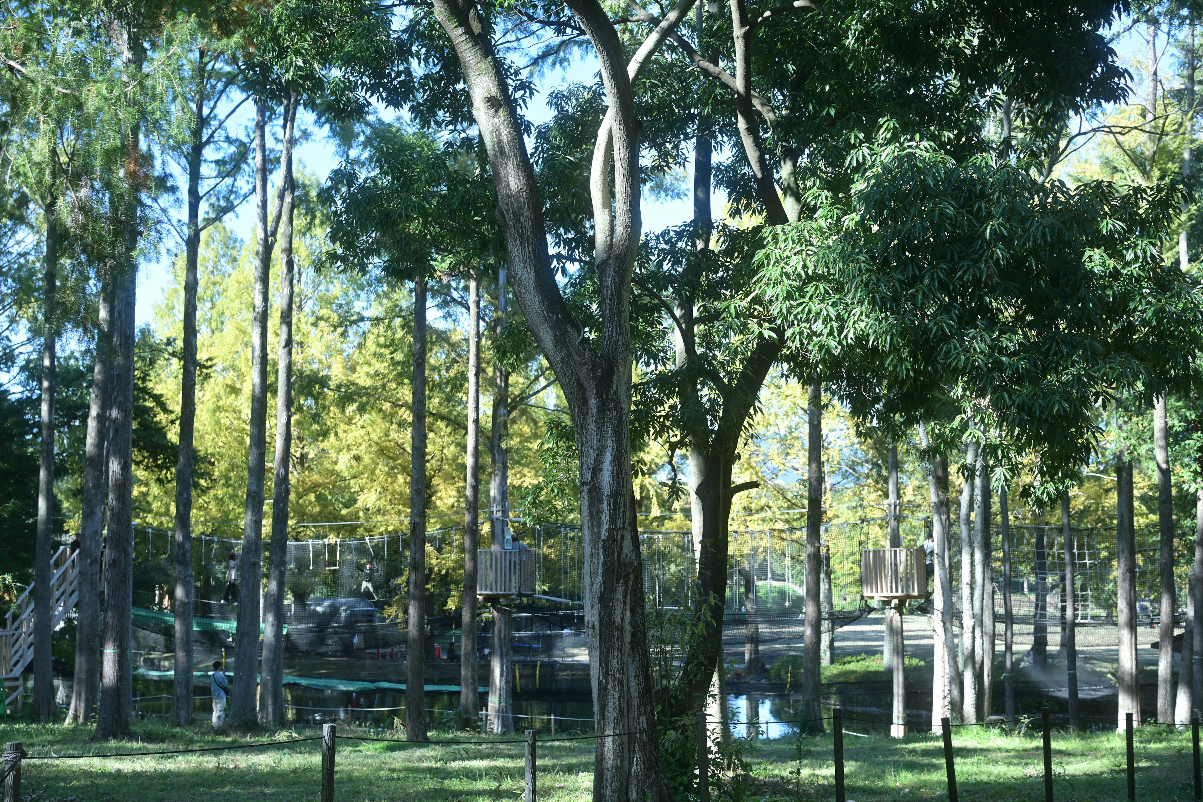 Paesaggio del parco circondato da alberi verdi lussureggianti