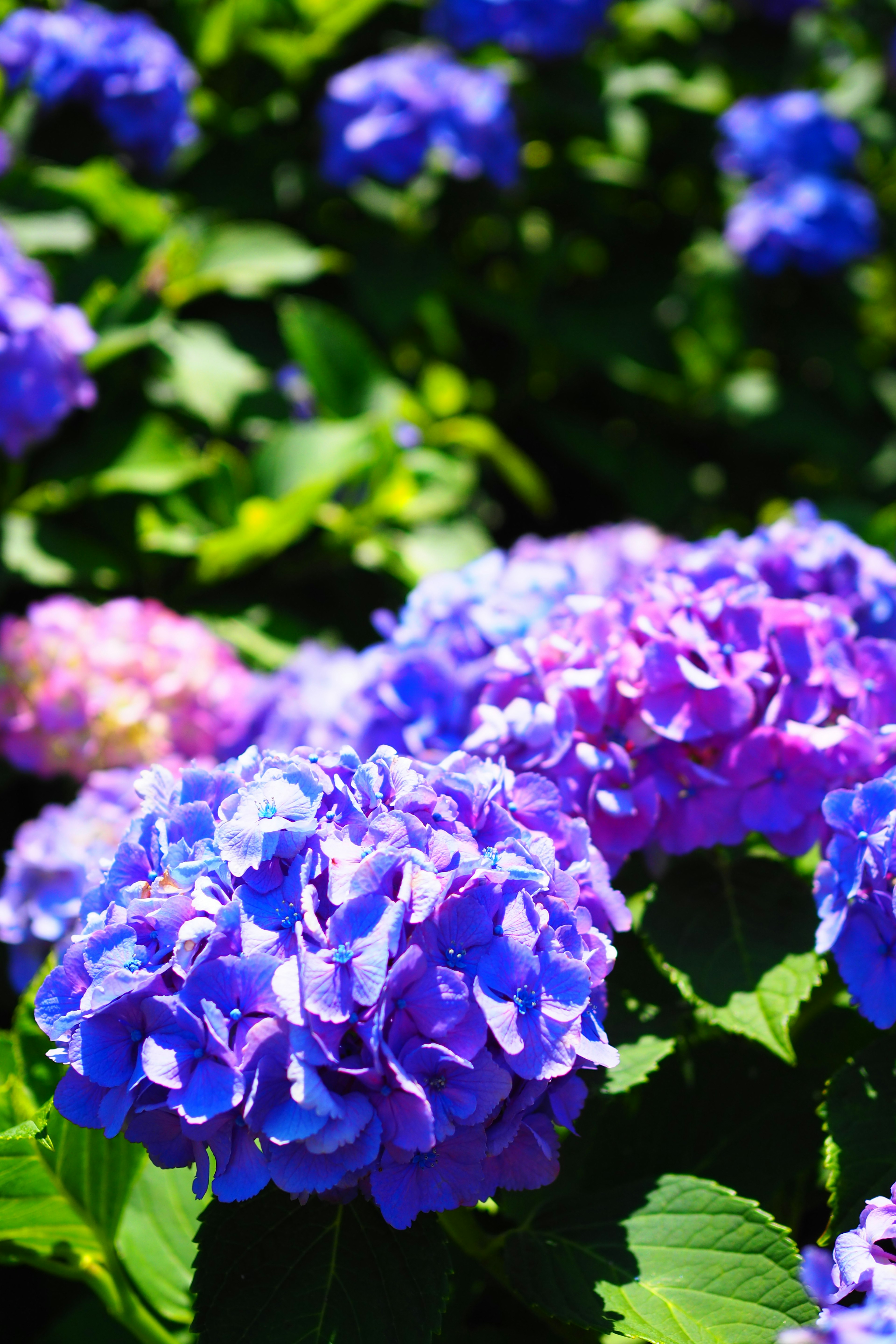 Schöne Szene von blauen und lila Hortensienblüten