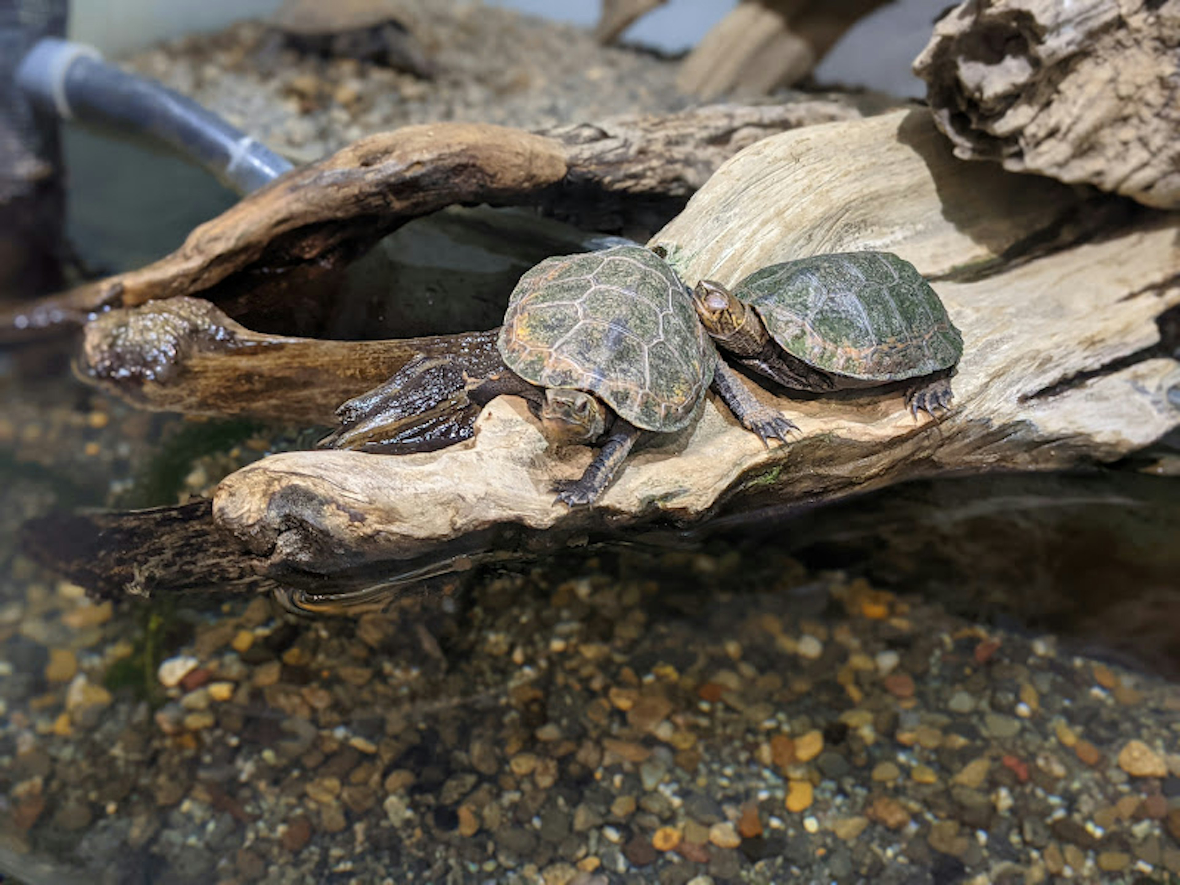 Dos tortugas descansando sobre madera flotante en un acuario