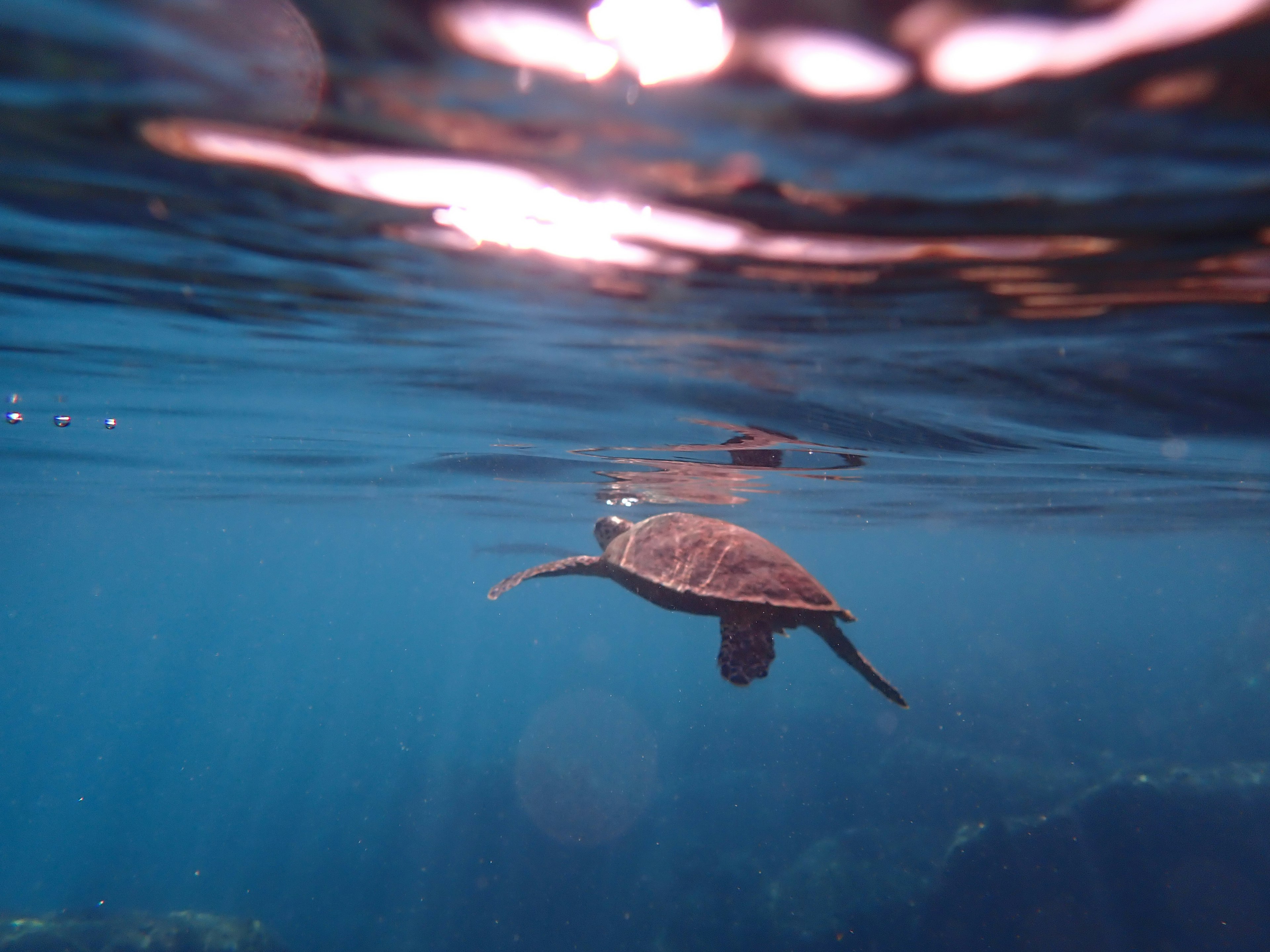 A turtle swimming underwater with sunlight reflecting on the surface