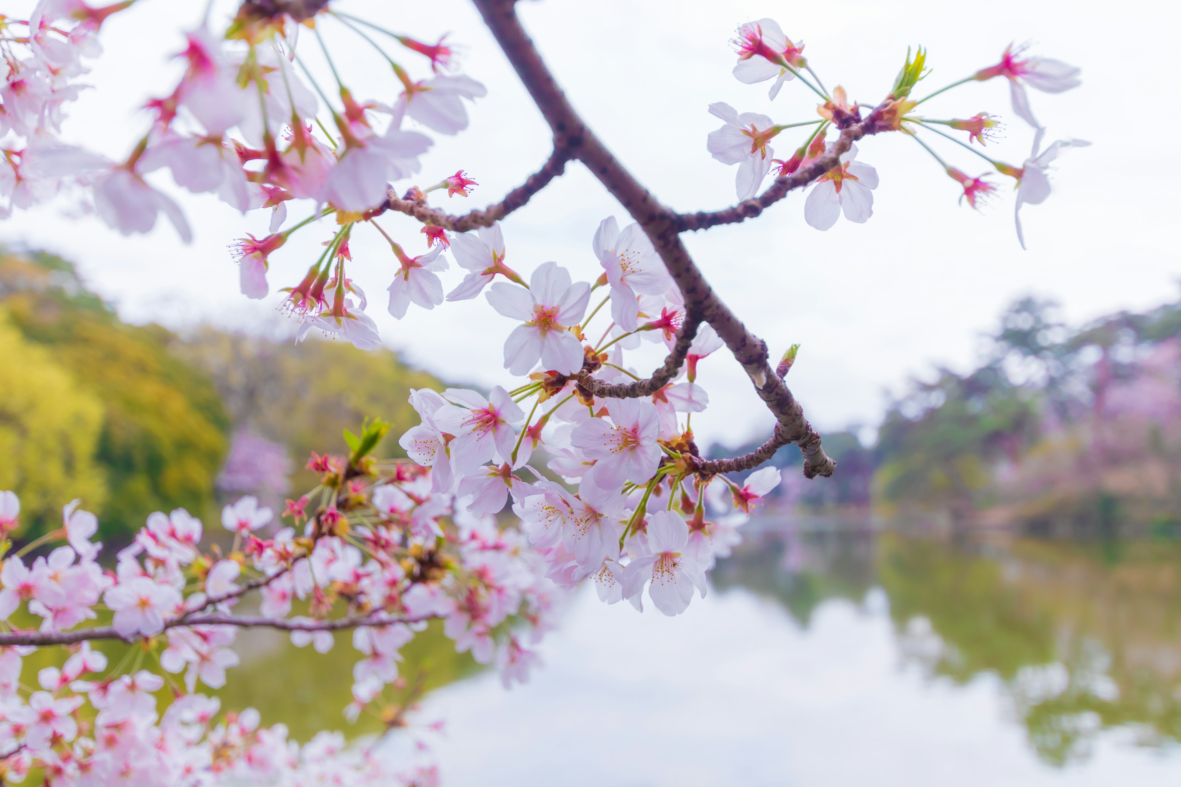 Kirschblüten spiegeln sich auf einer ruhigen Wasseroberfläche in Japan