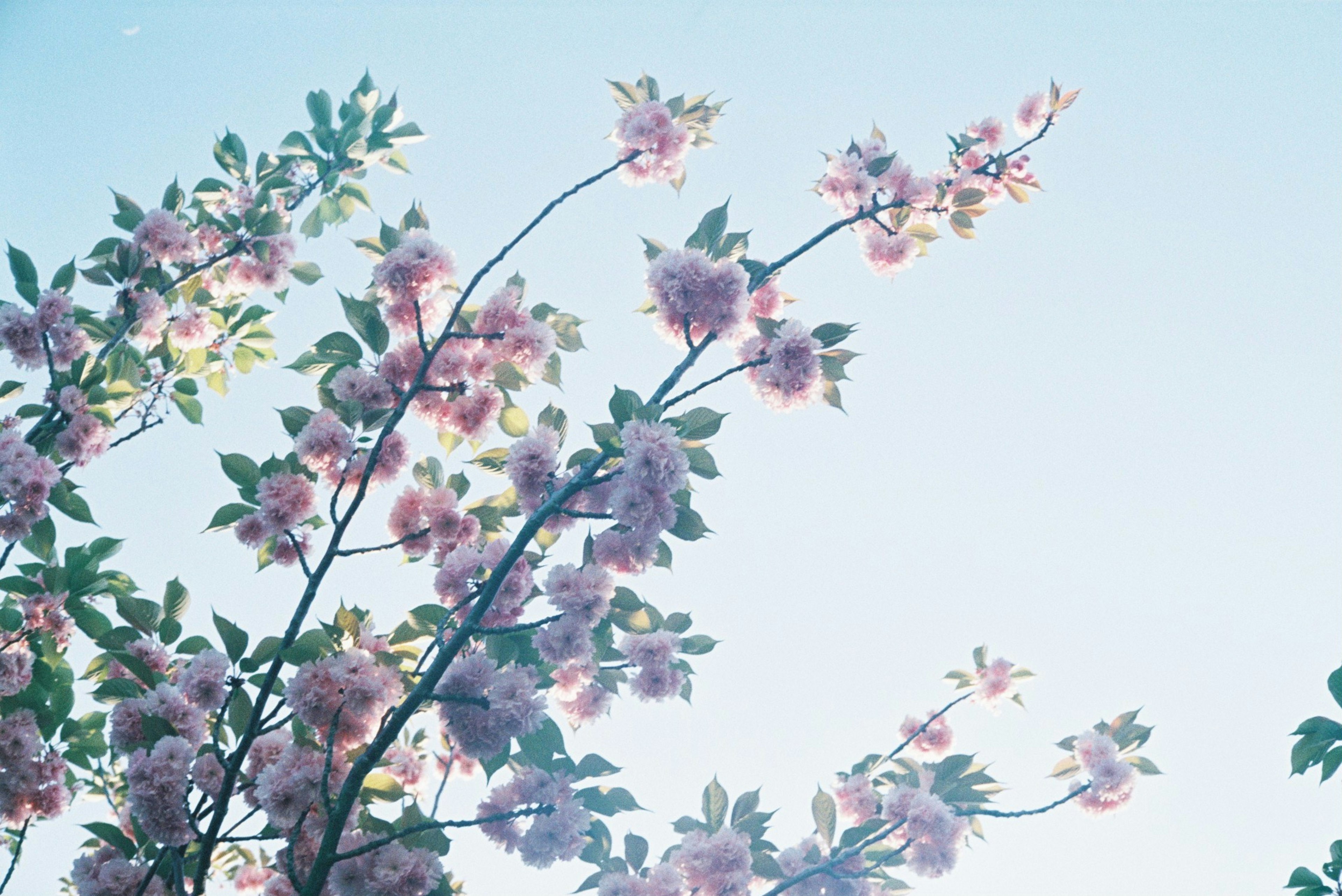 Branches of cherry blossoms blooming under a blue sky