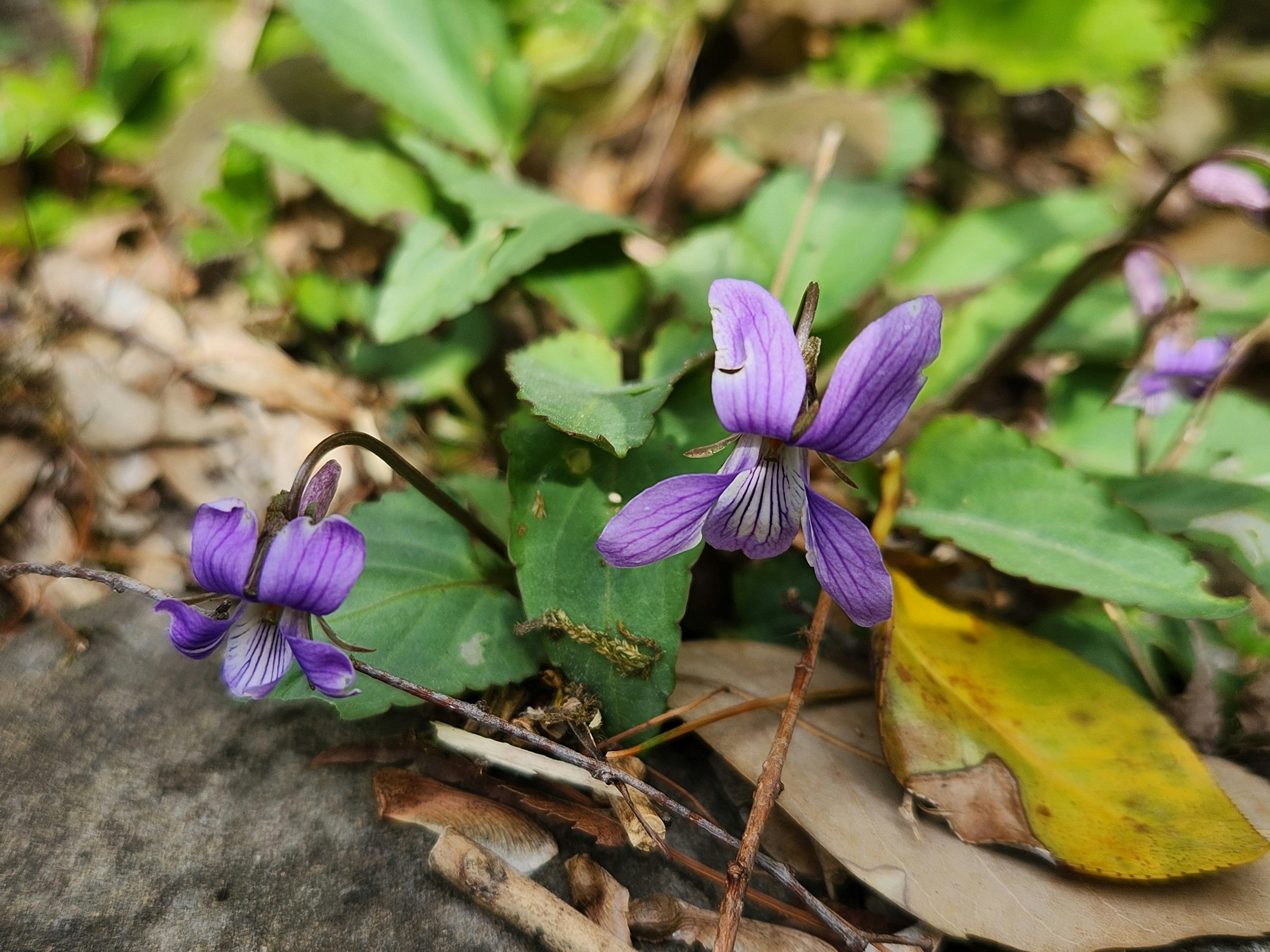 Bunga violet ungu mekar di antara daun hijau