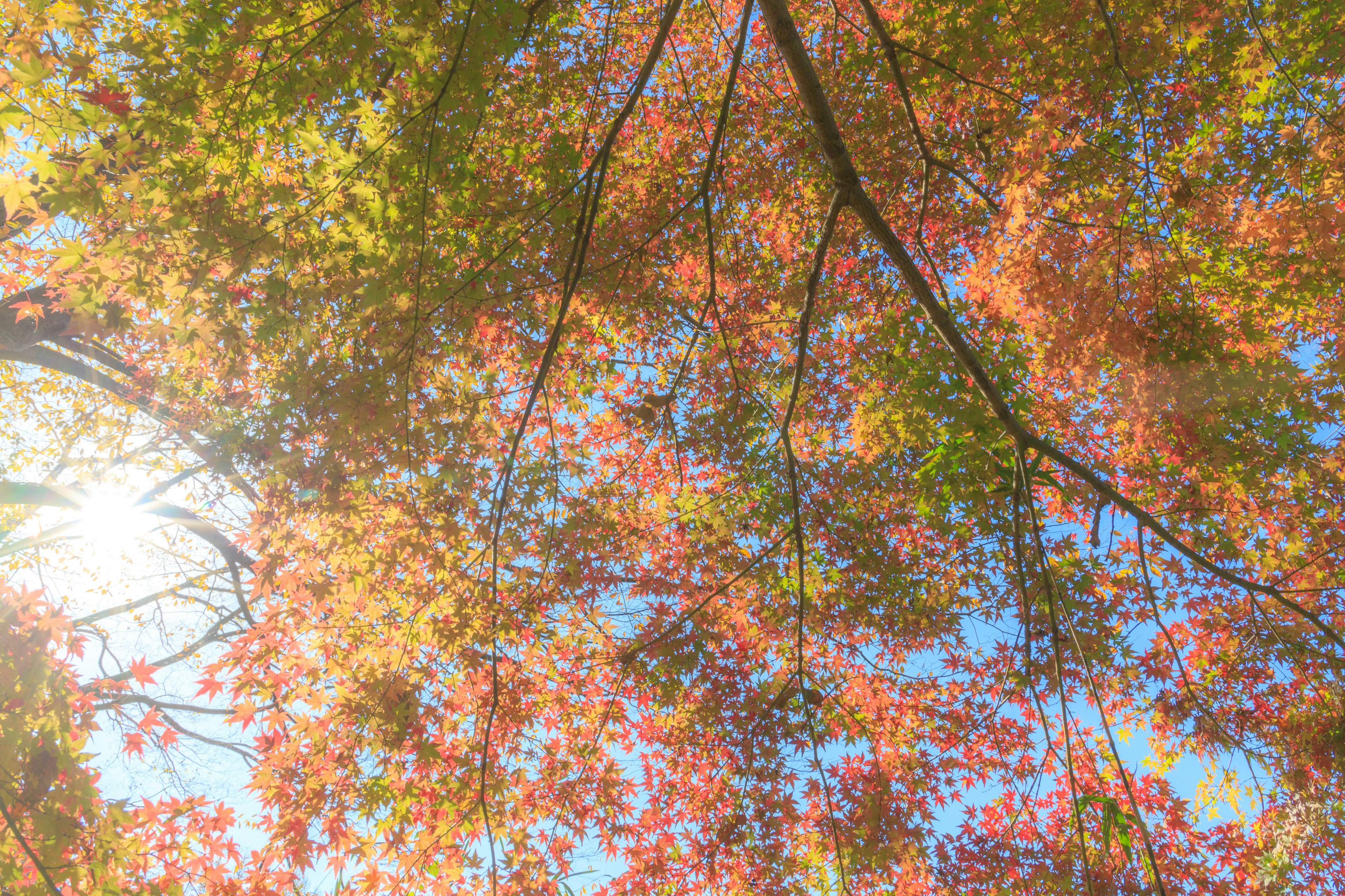 View of colorful autumn leaves against a blue sky with sunlight filtering through