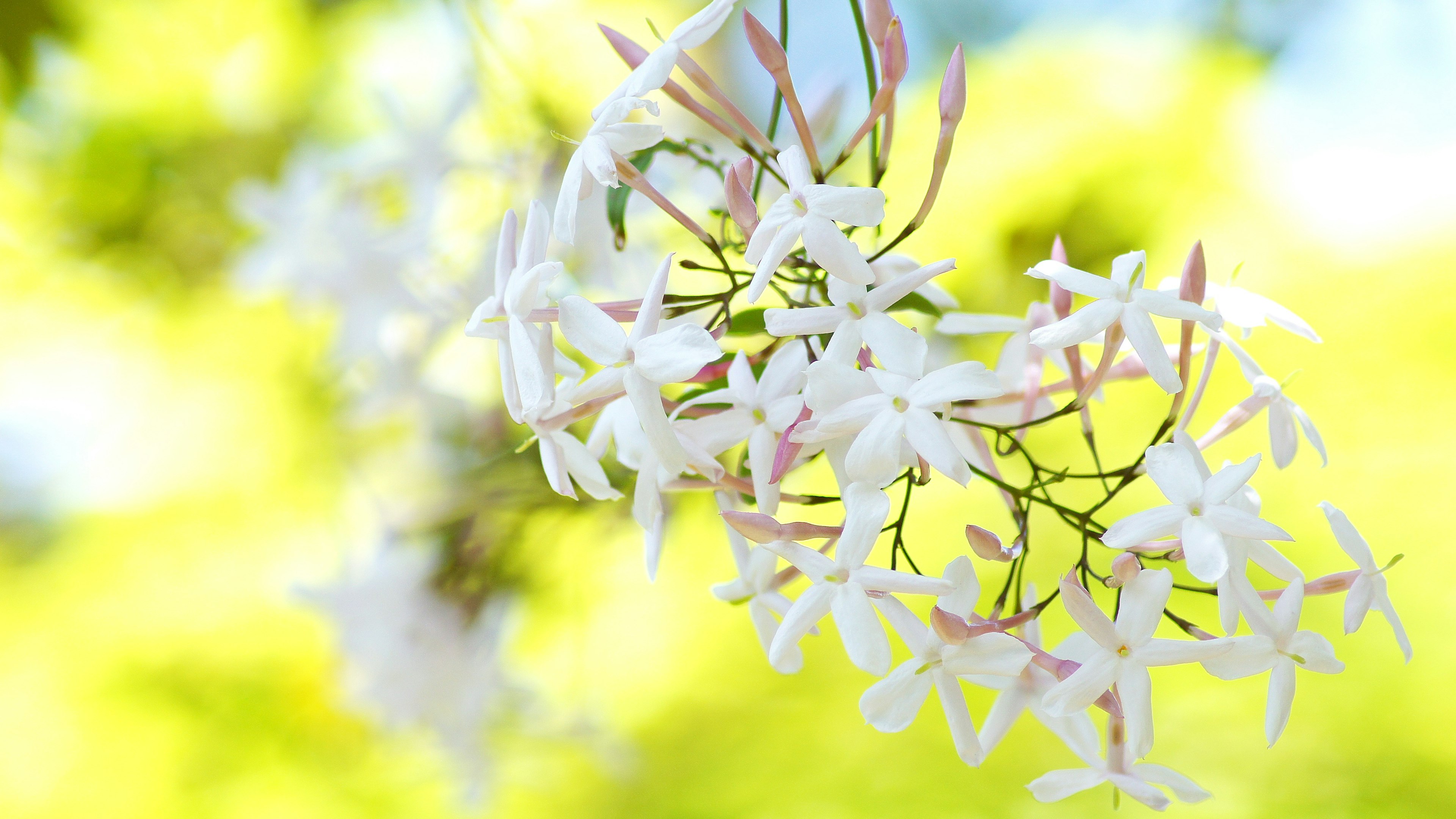 Nahaufnahme eines Zweigs mit weißen Blumen vor einem verschwommenen grünen Hintergrund