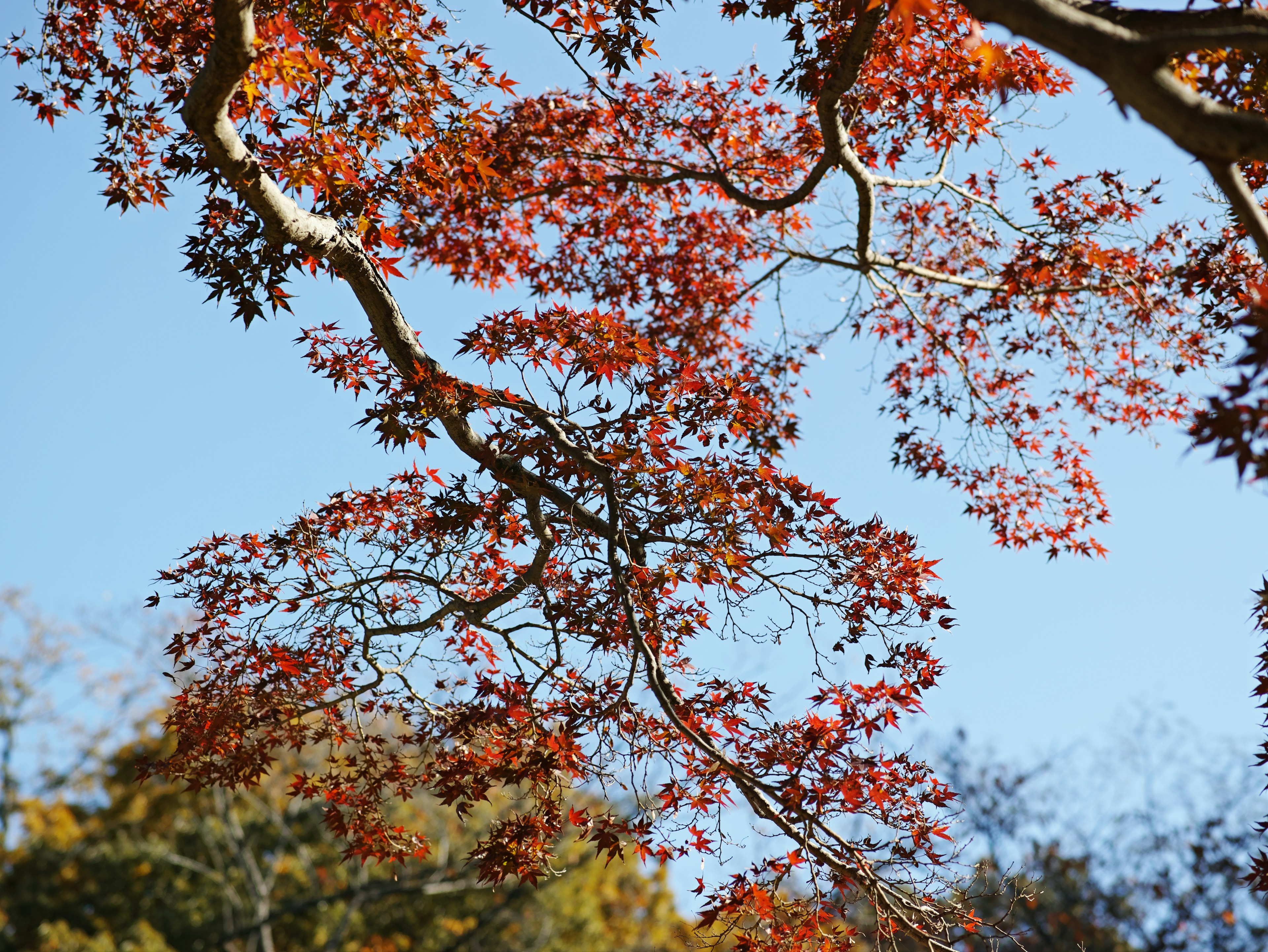 Äste eines Baumes mit Herbstblättern vor einem klaren blauen Himmel