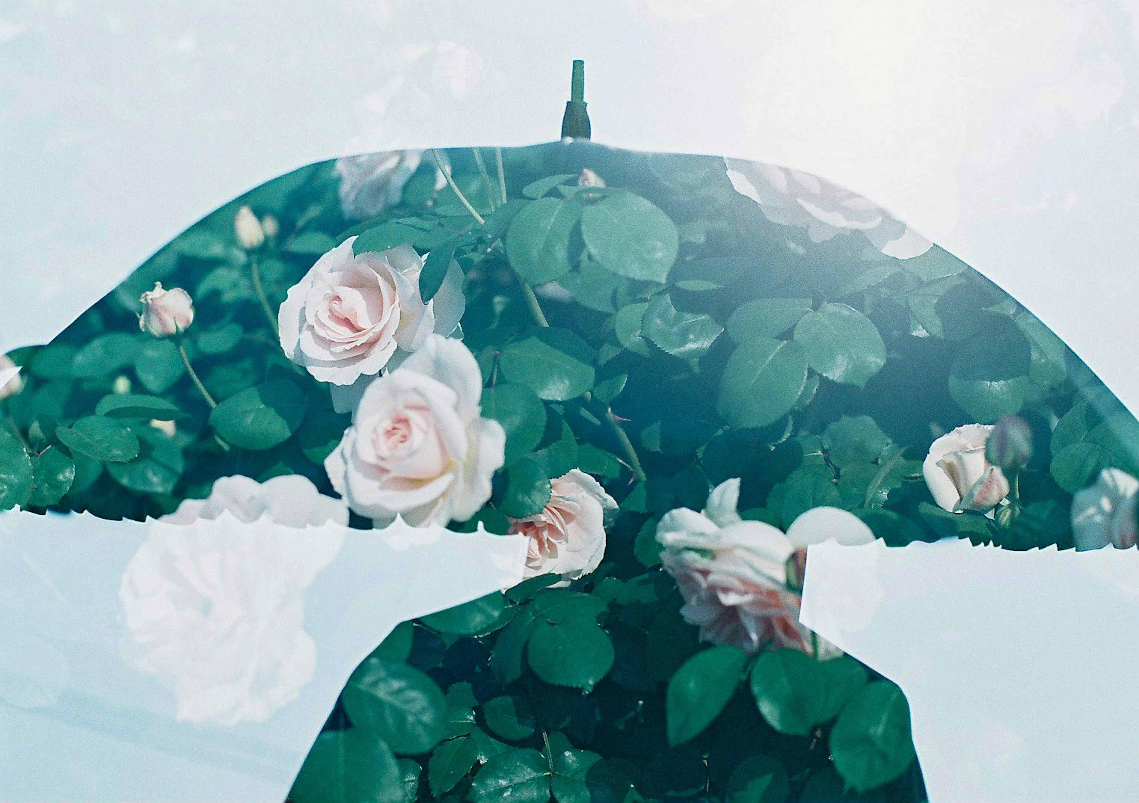 An umbrella adorned with blooming roses and green leaves against a bright background