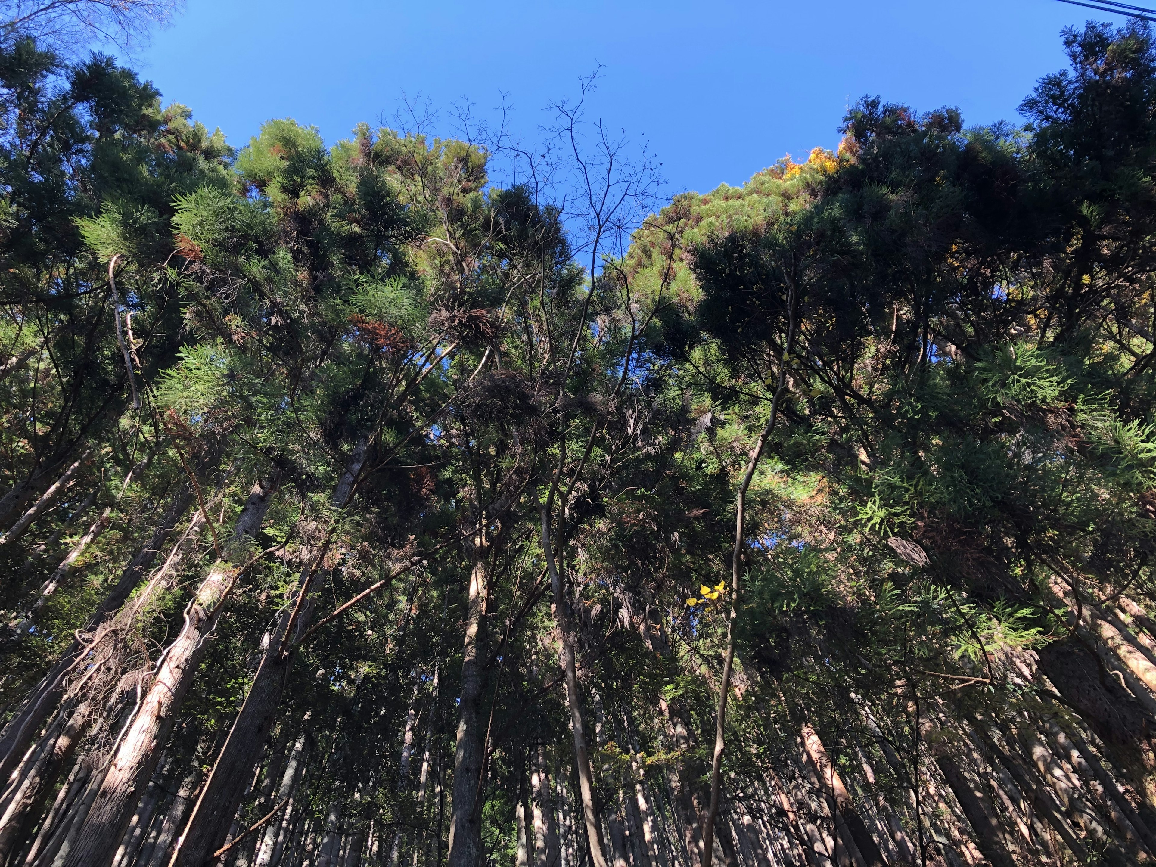 View of tall trees reaching towards a clear blue sky