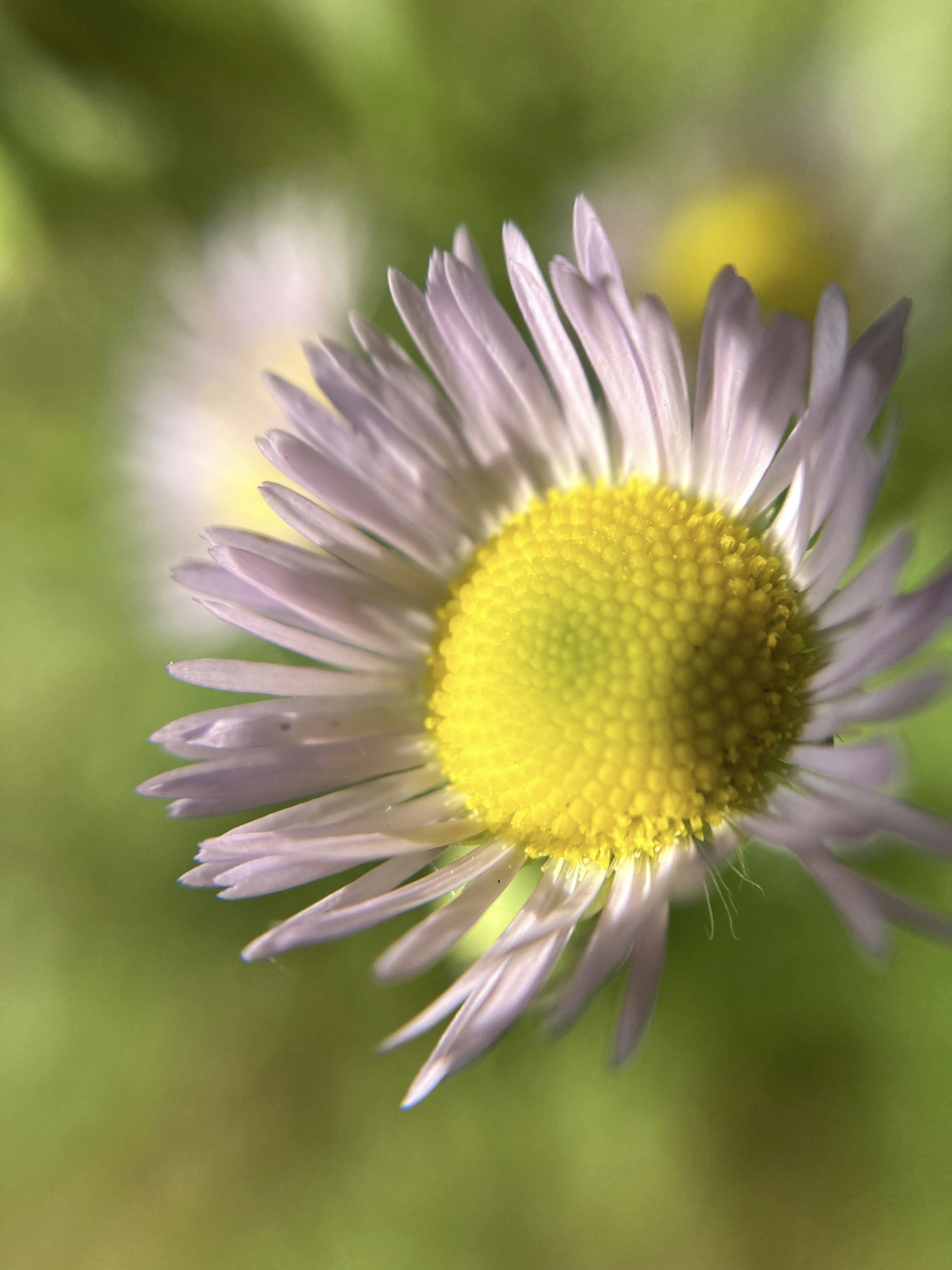 Primo piano di un fiore con petali viola e un centro giallo brillante