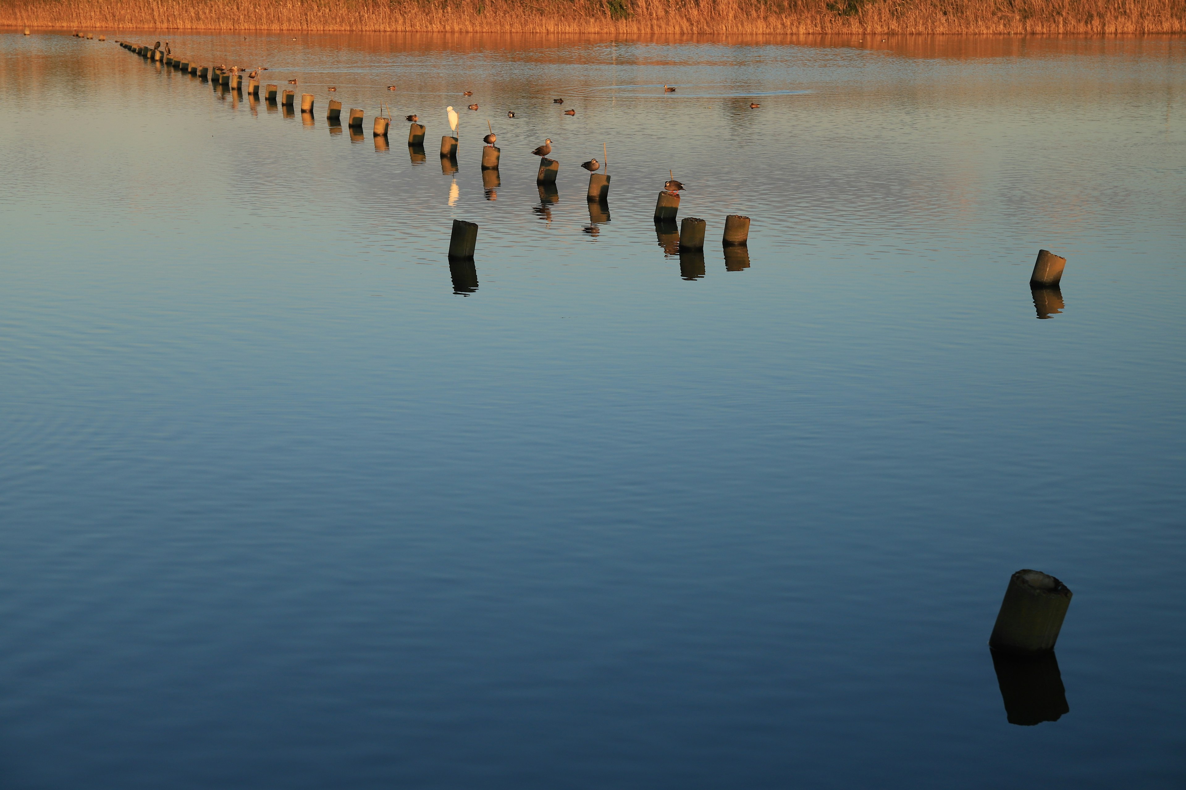 Reihe von Holzpfosten, die sich im ruhigen Wasser mit sanften Sonnenuntergangsfarben spiegeln