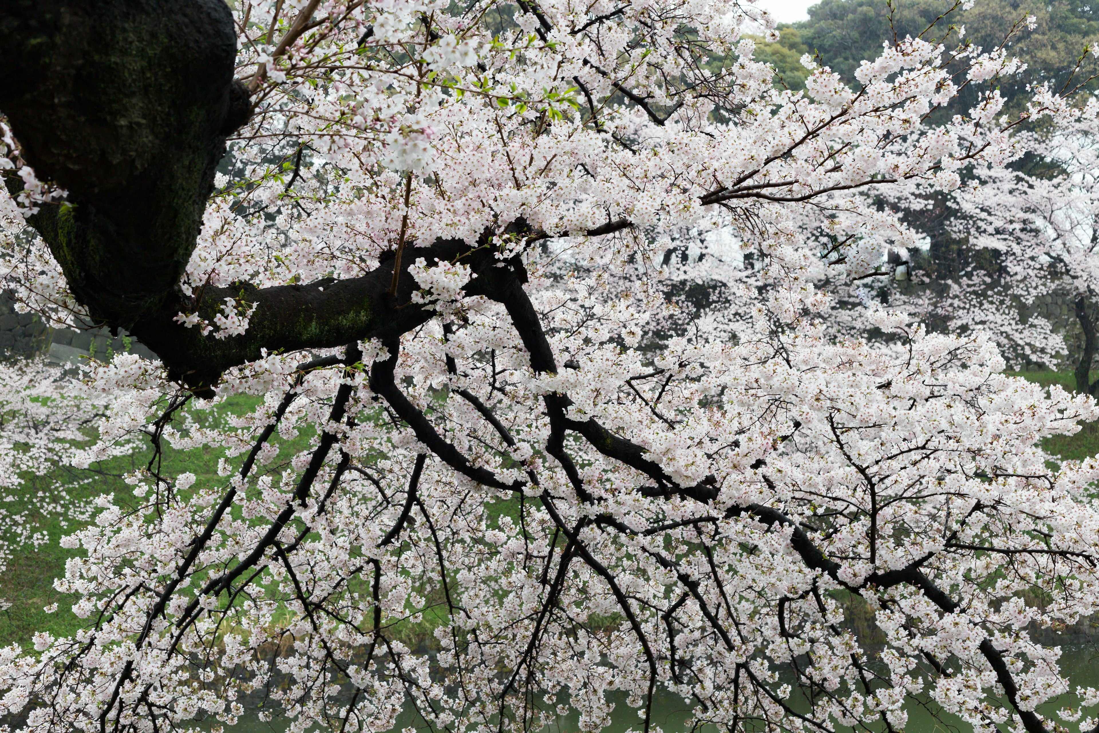 Cabang bunga sakura yang mekar penuh