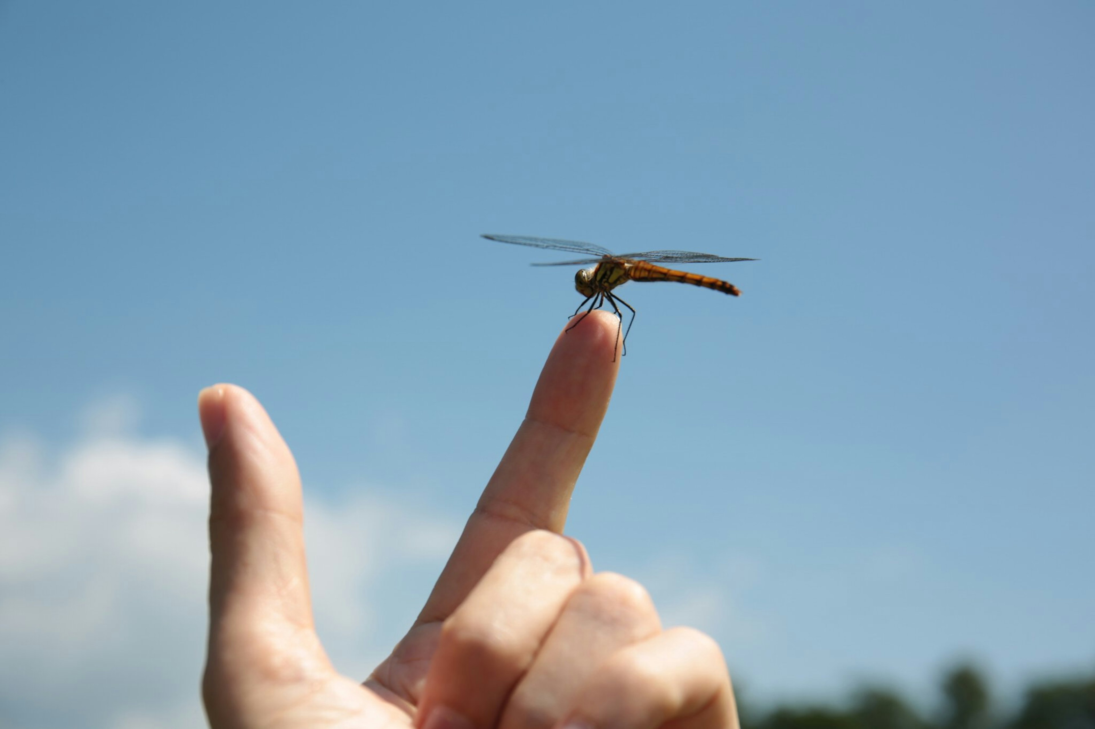 A dragonfly resting on a fingertip against a clear blue sky