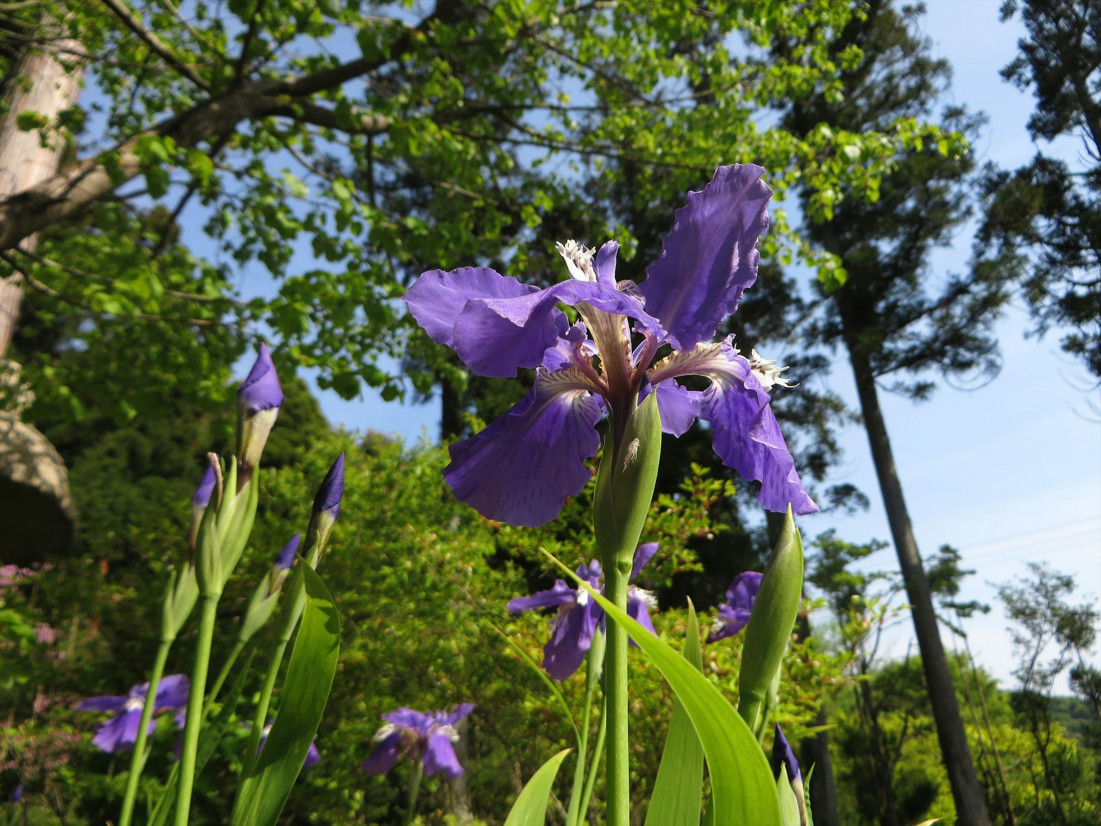 Lila Blume blüht in einem üppigen grünen Garten