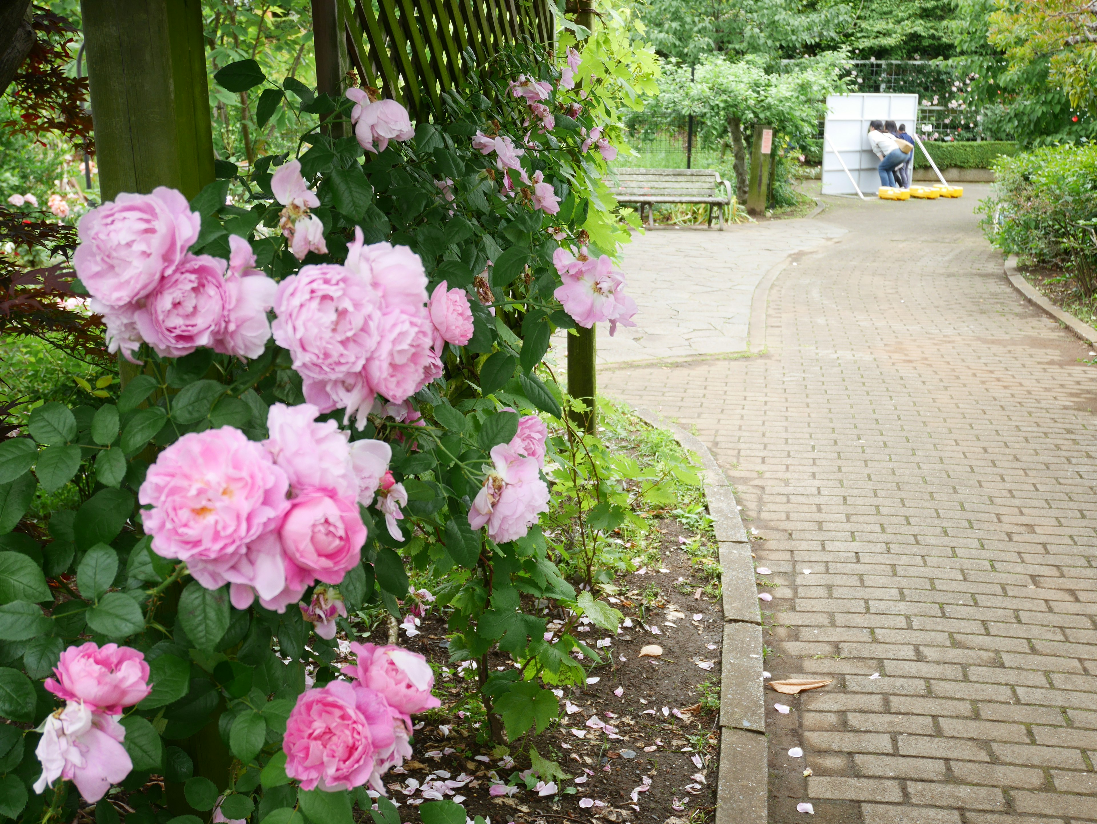 Rosa blühende Rosen entlang eines Gartenweges mit einer Bank im Hintergrund